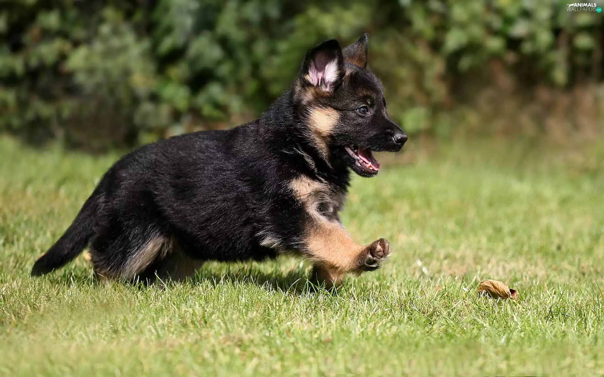 dog, German Shepherd, grass, puppie