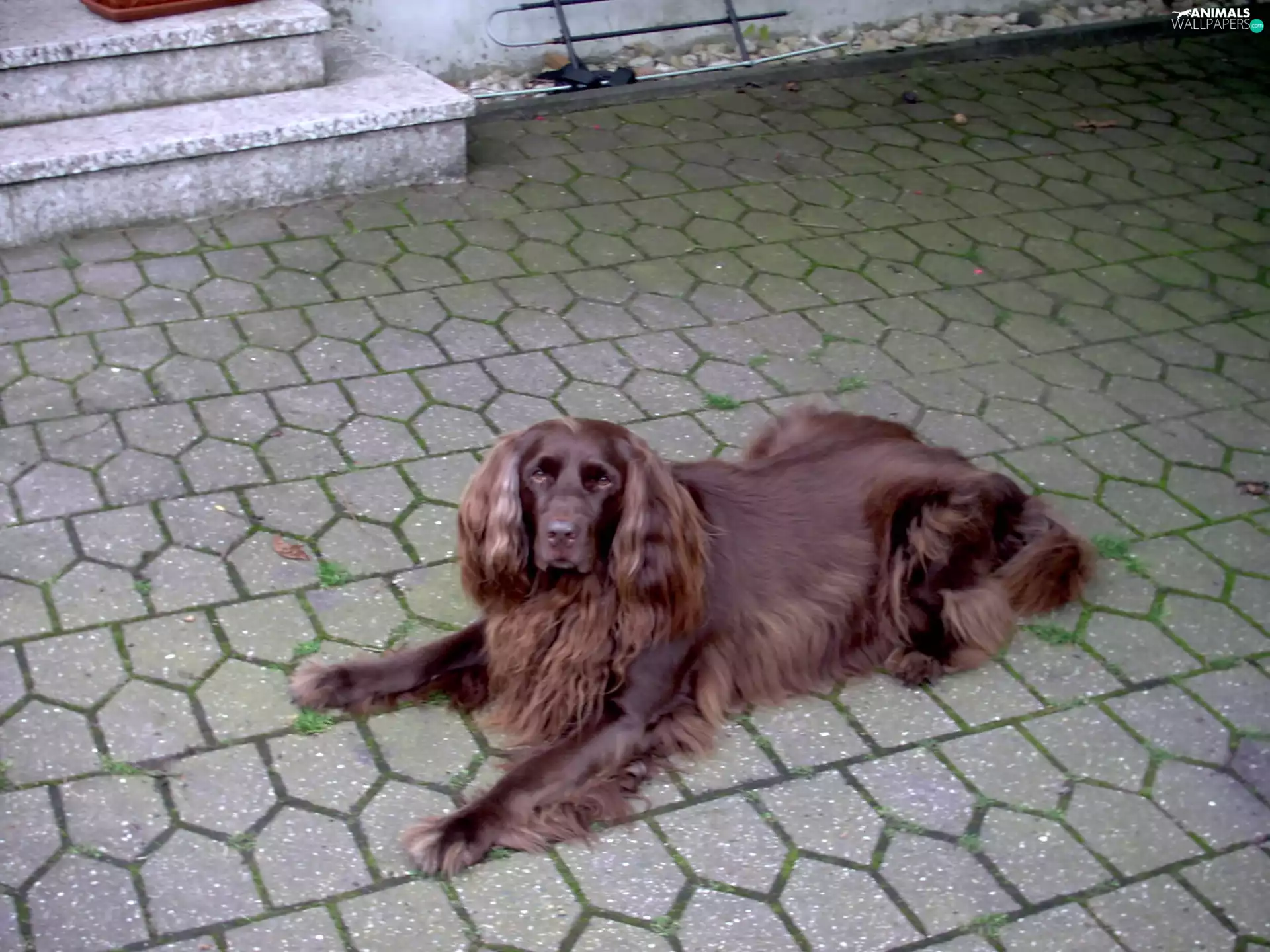 Pointer German Shepherd Dog, Stairs