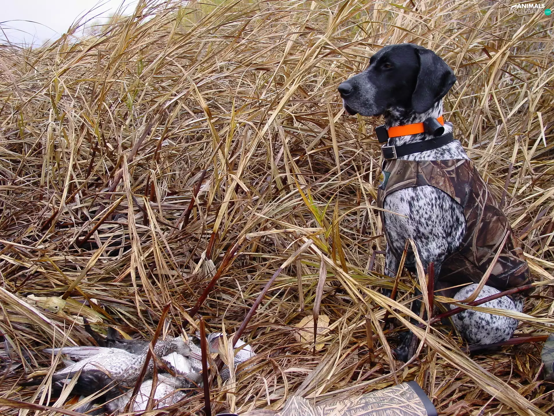 grass, German Shorthaired Pointer, dry