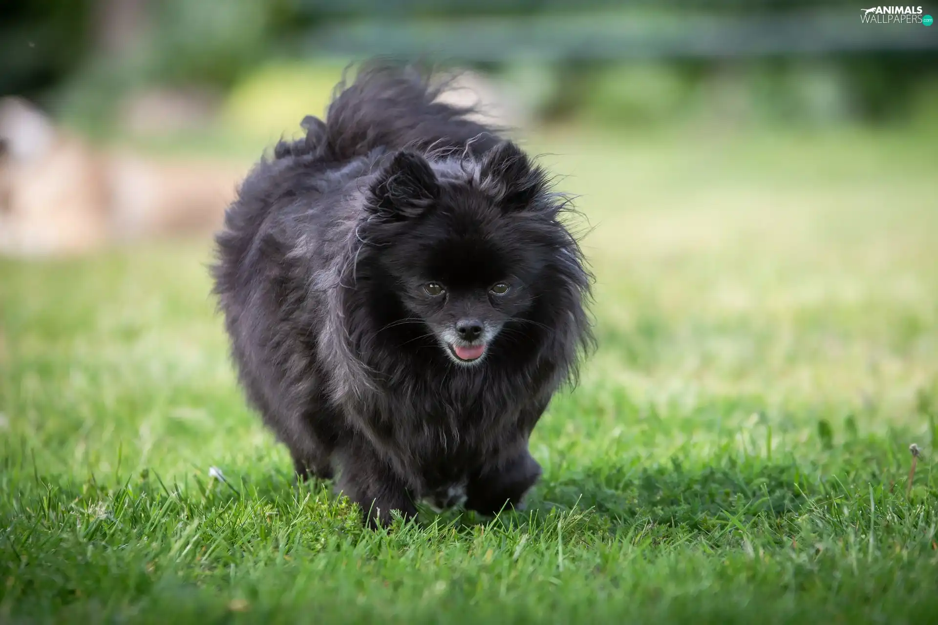 Black, German Spitz, grass, dog