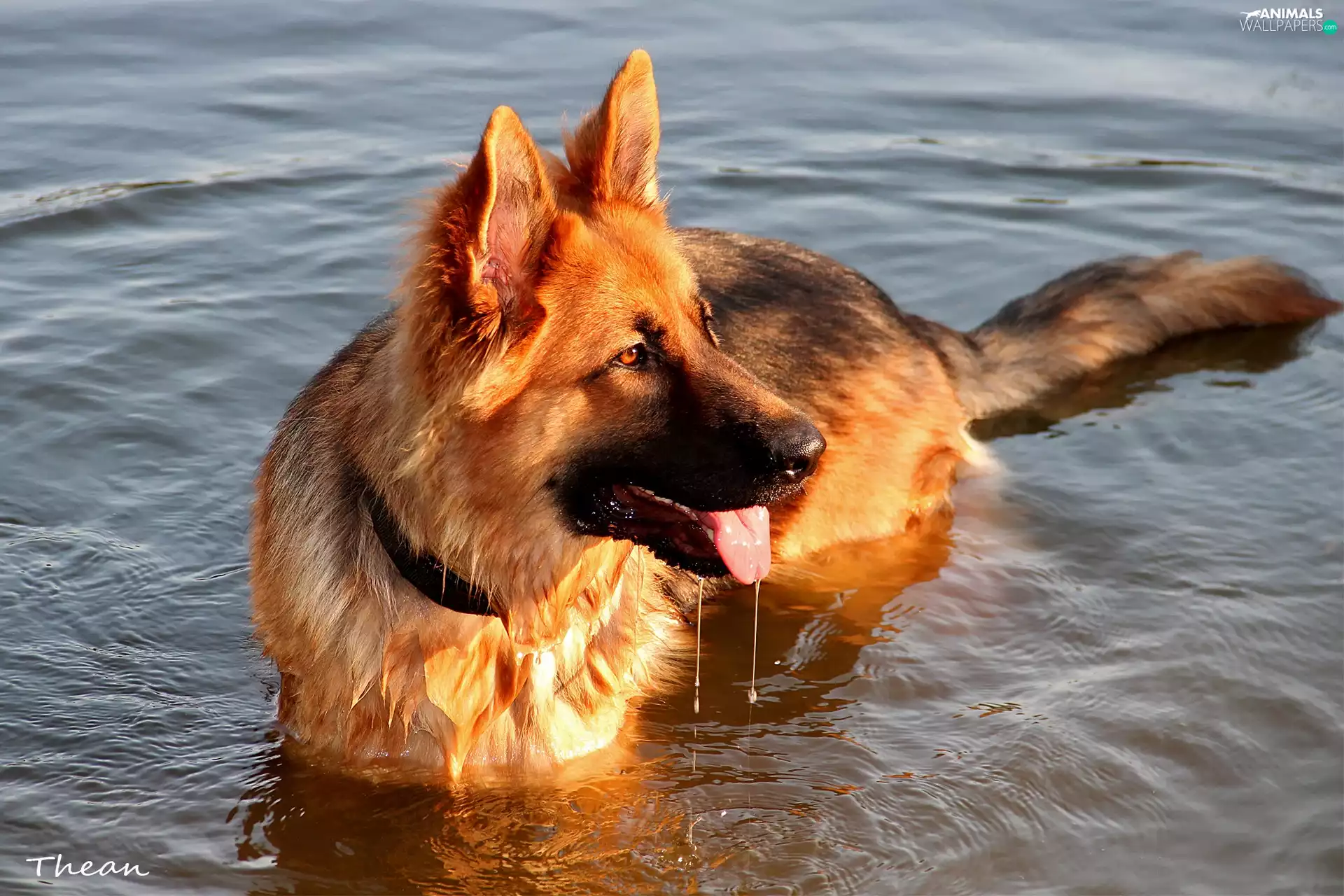 German Shepherd, water