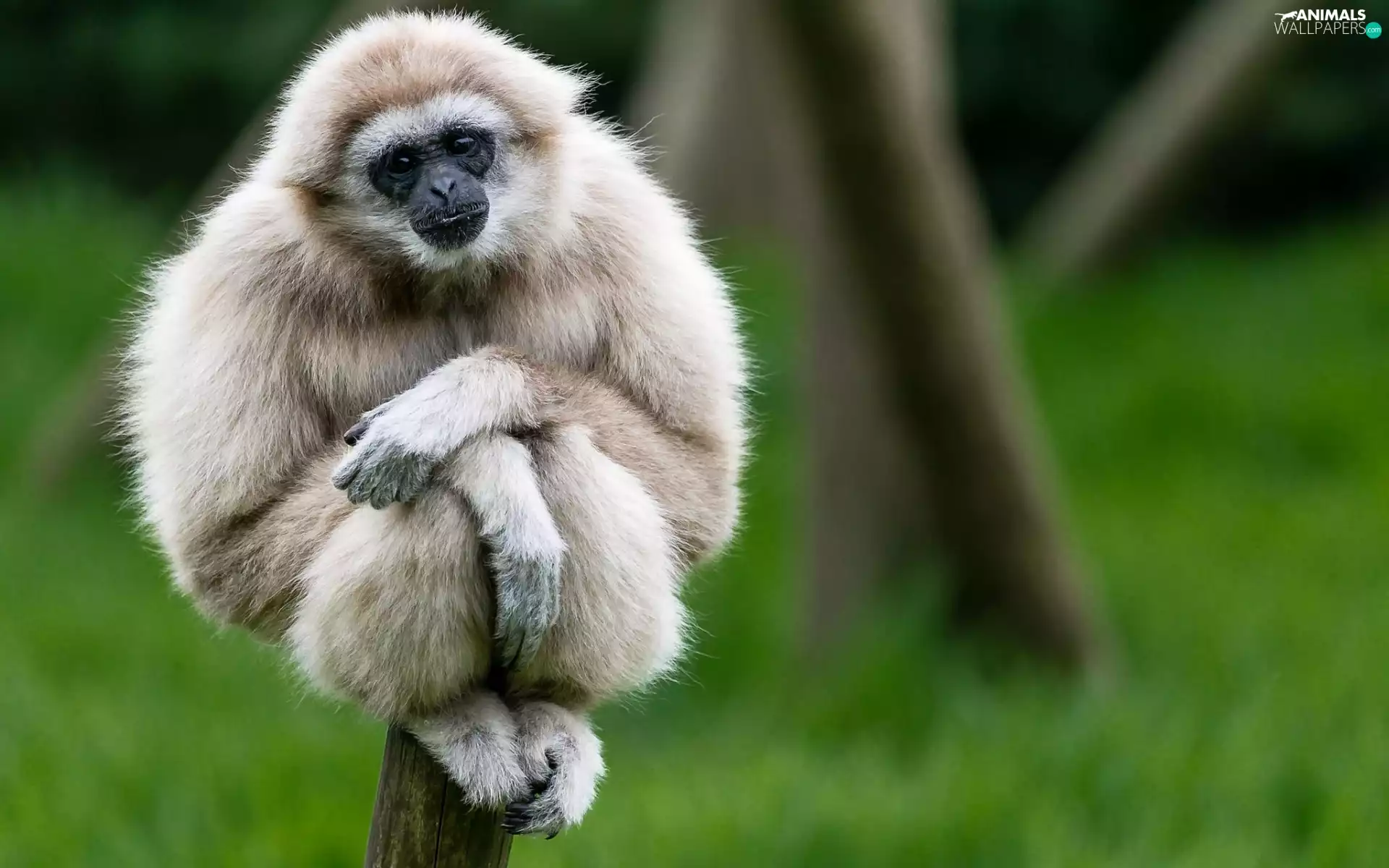 Gibbon