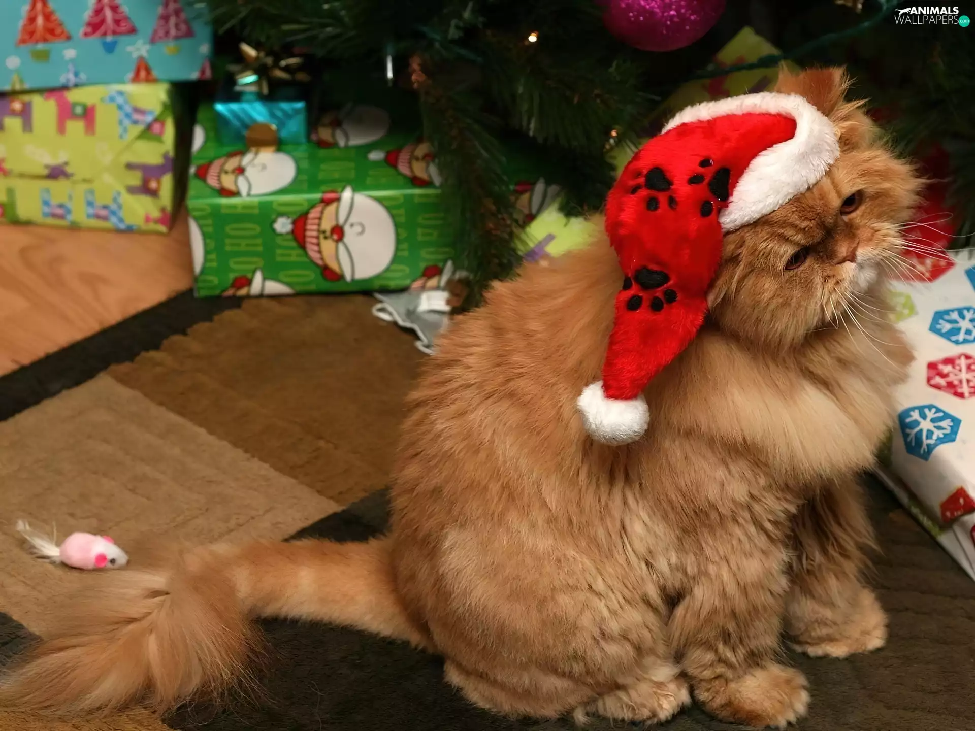 Nicholas, gifts, cat, Hat, ginger