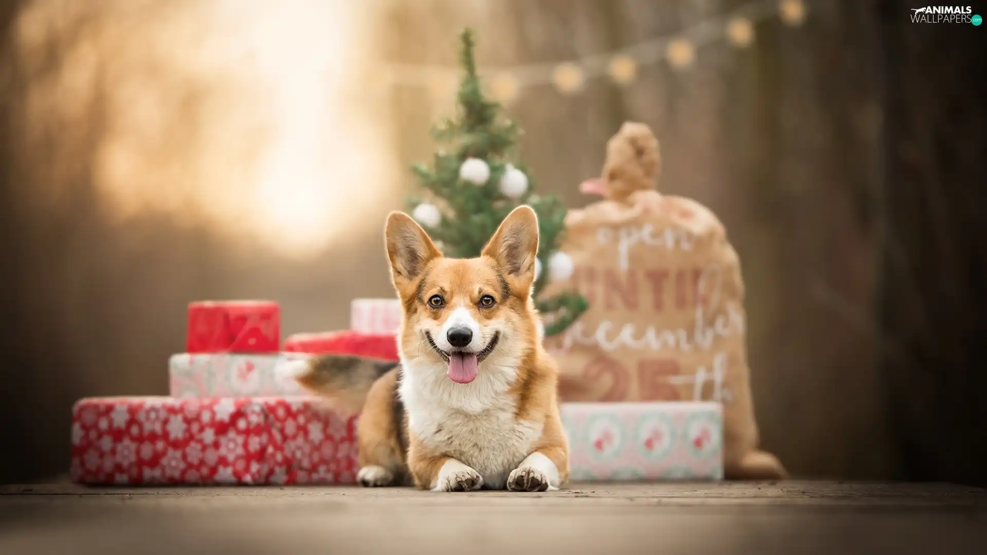 dog, Christmas, gifts, Welsh corgi pembroke