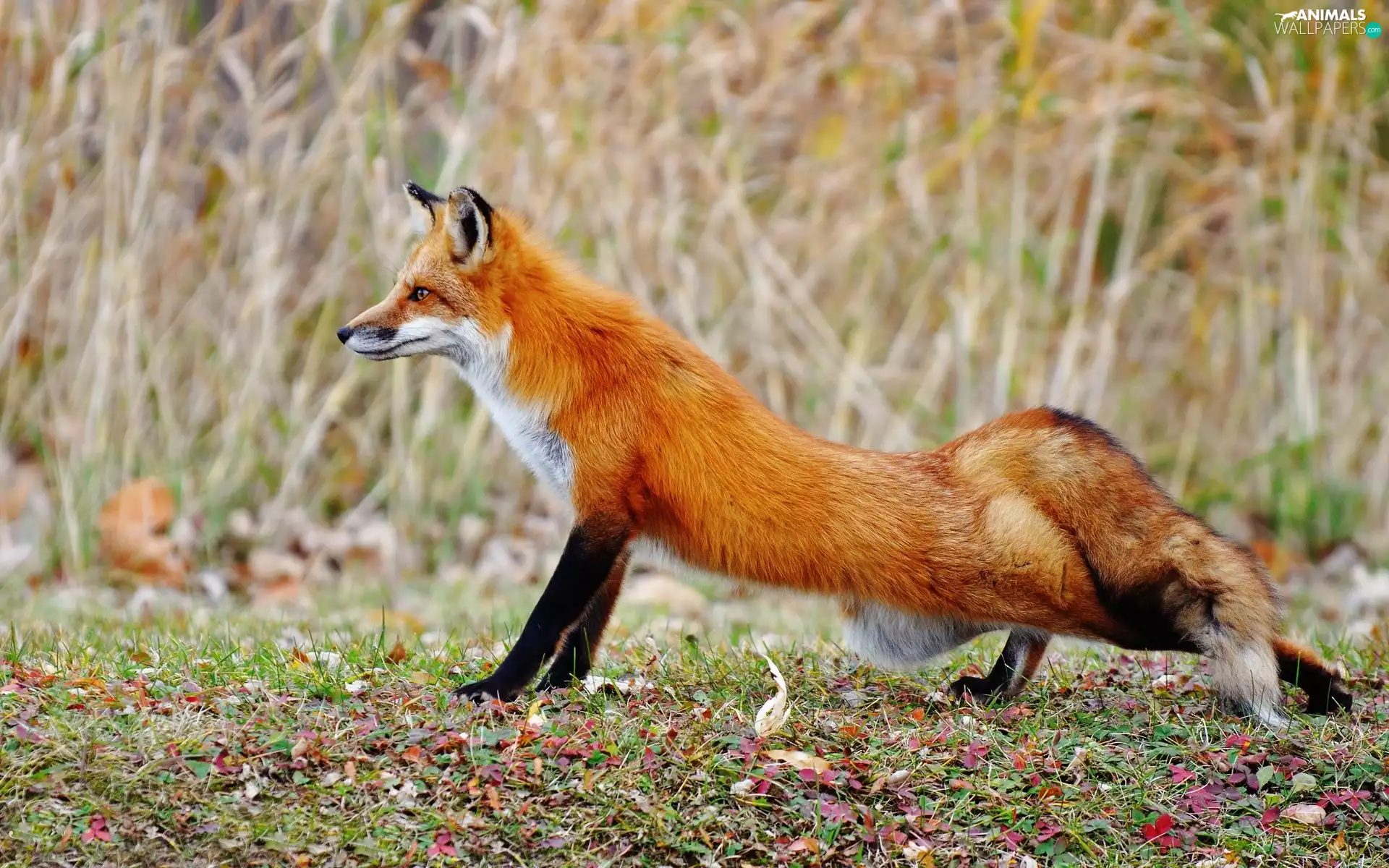 autumn, Fox, grass, ginger