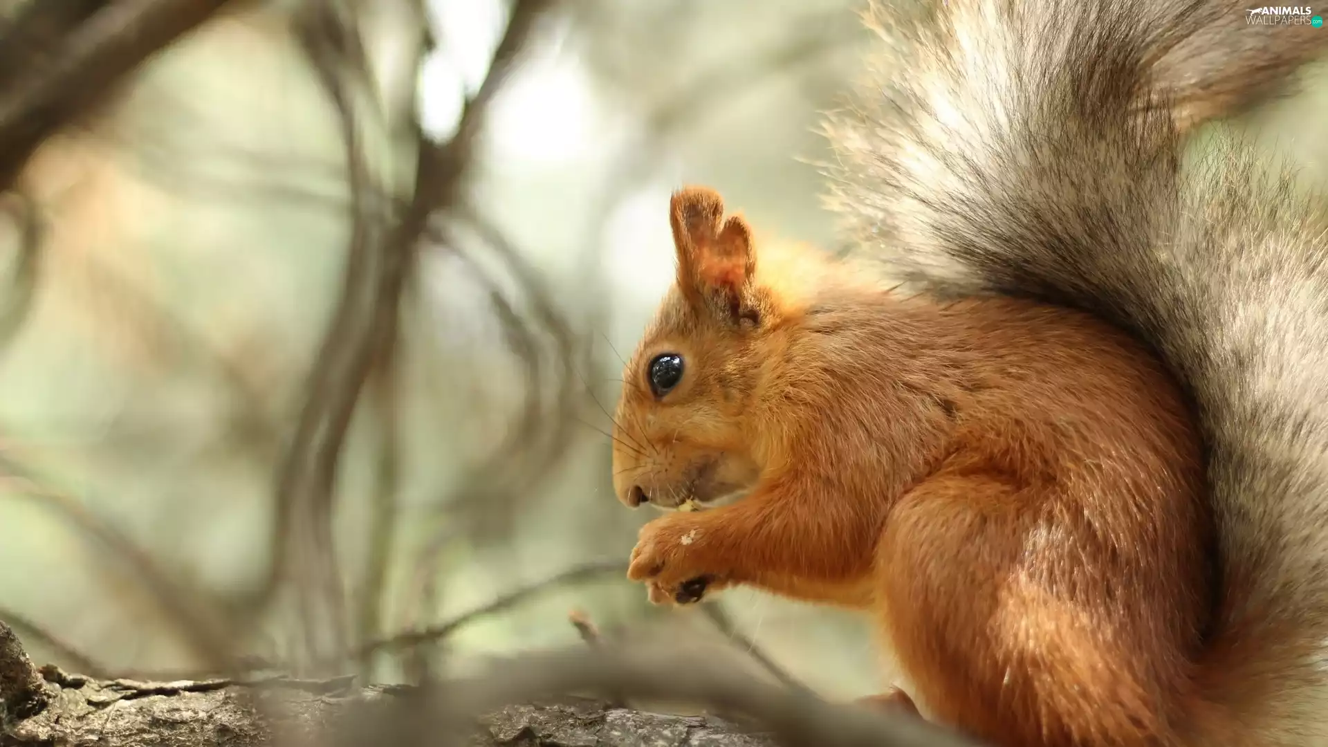 branch pics, squirrel, Ginger