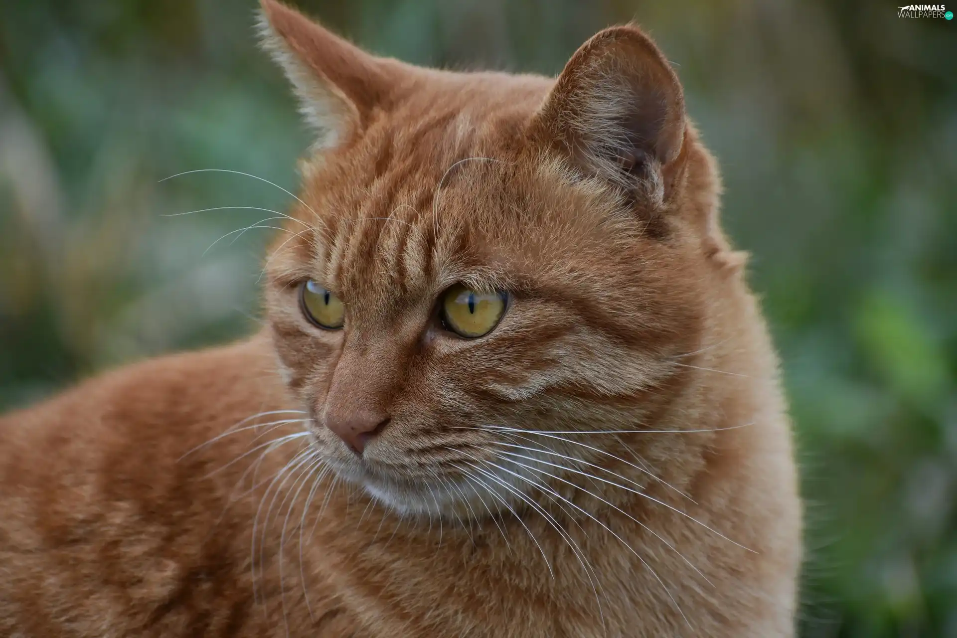 cat, honey, Eyes, ginger