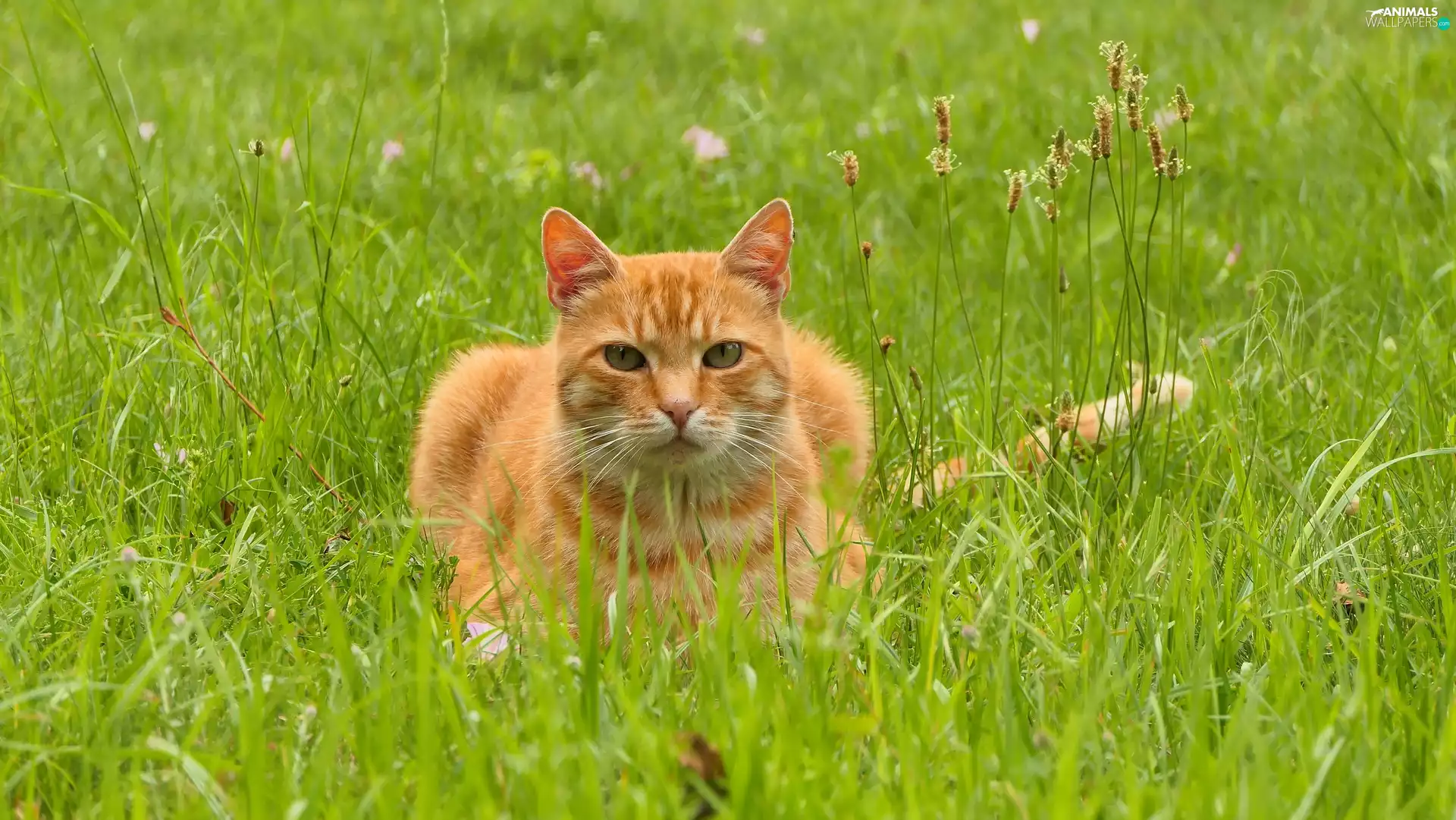 ginger, grass, cat