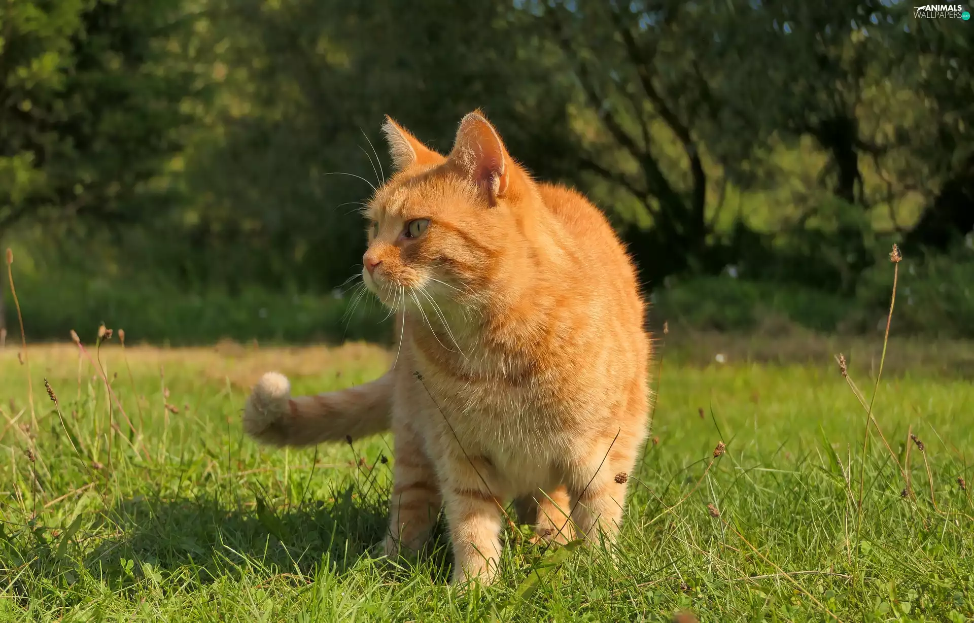 cat, grass, rapprochement, ginger