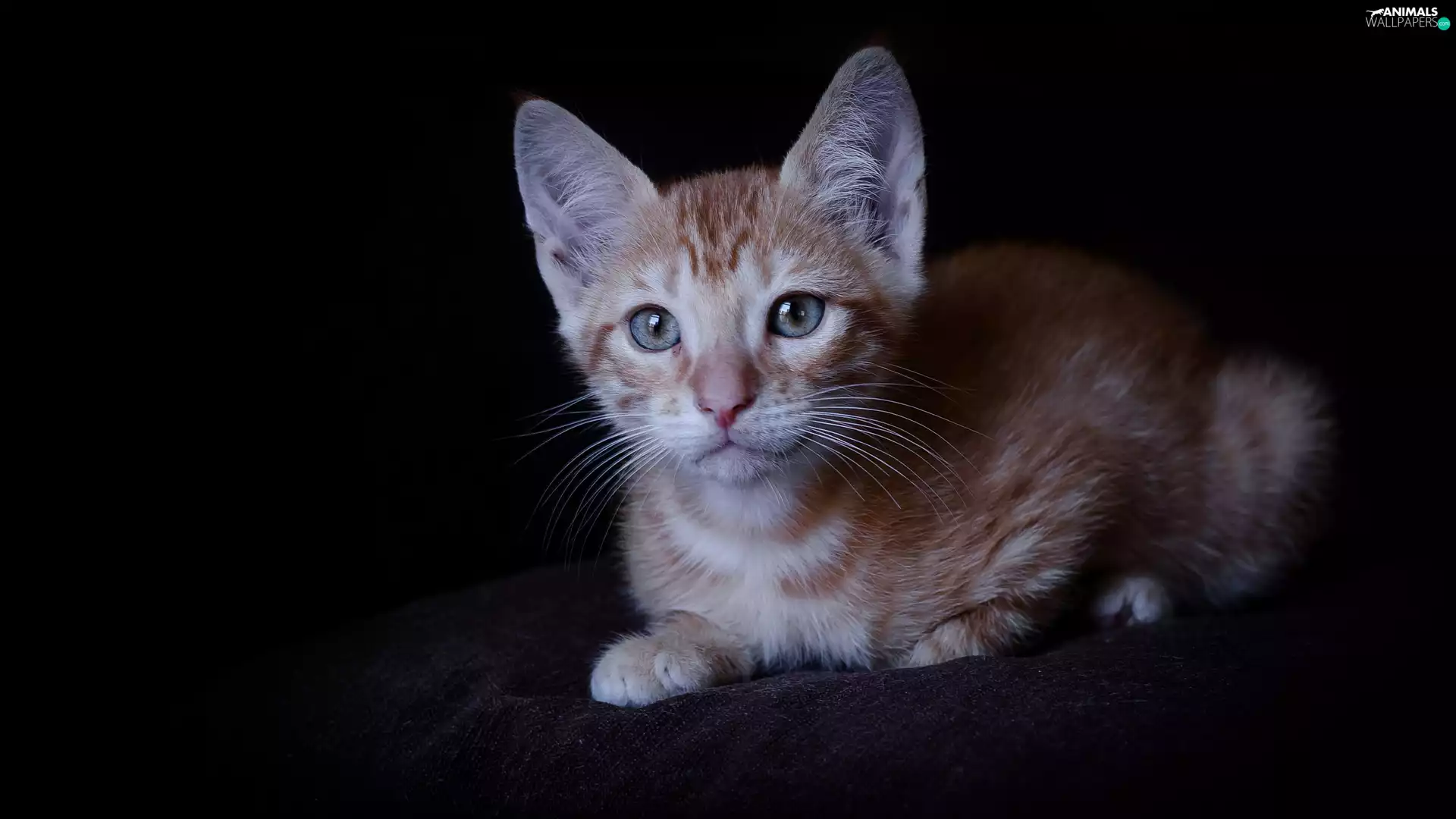 Dark Background, cat, ginger