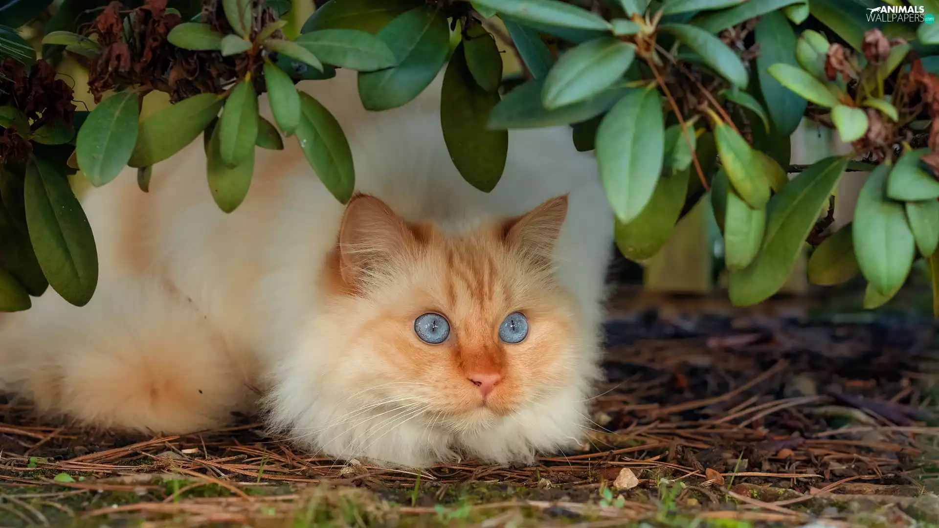 cat, Leaf, lying, ginger, Blue Eyed