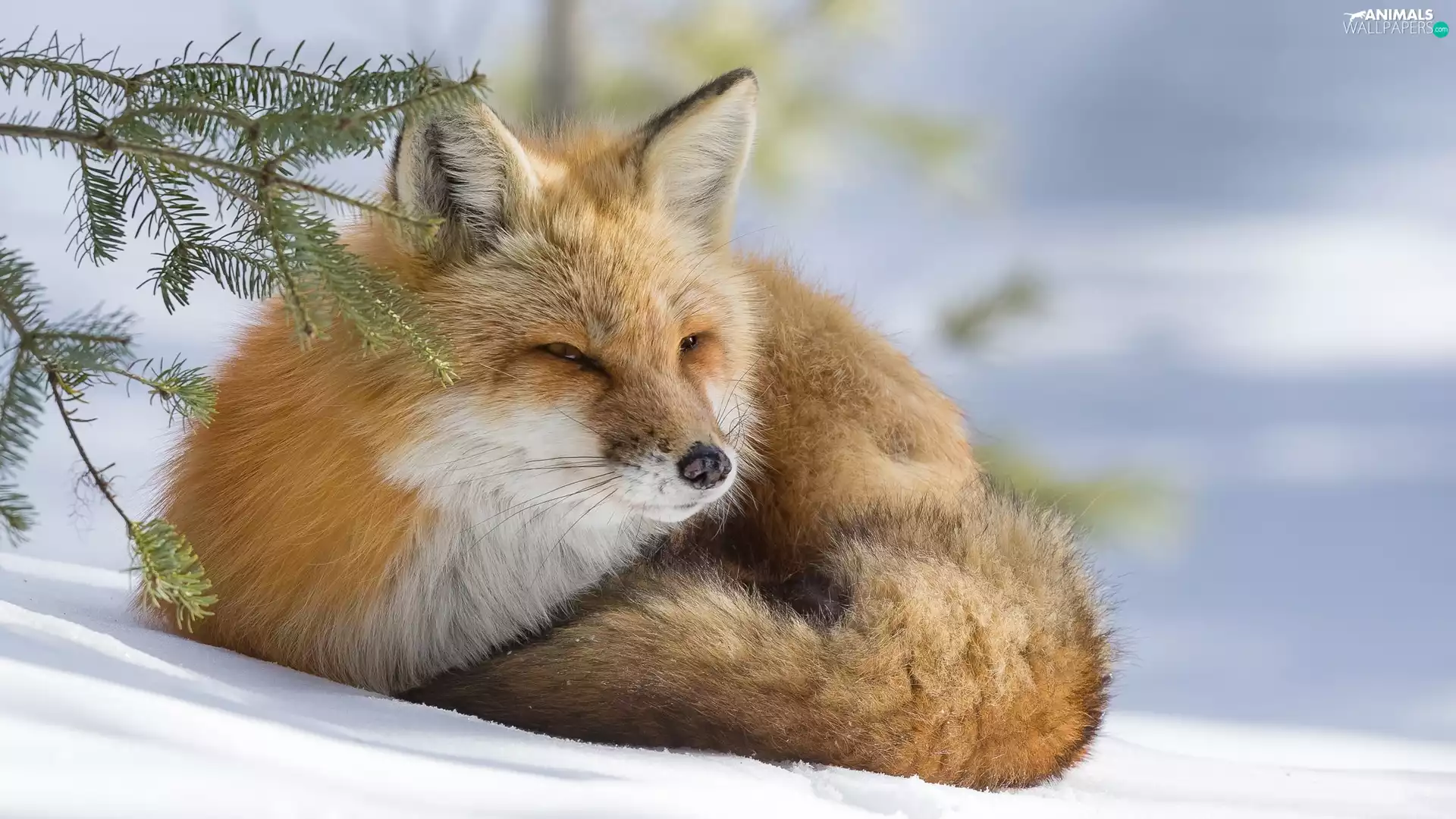 Fox, snow, Twigs, ginger