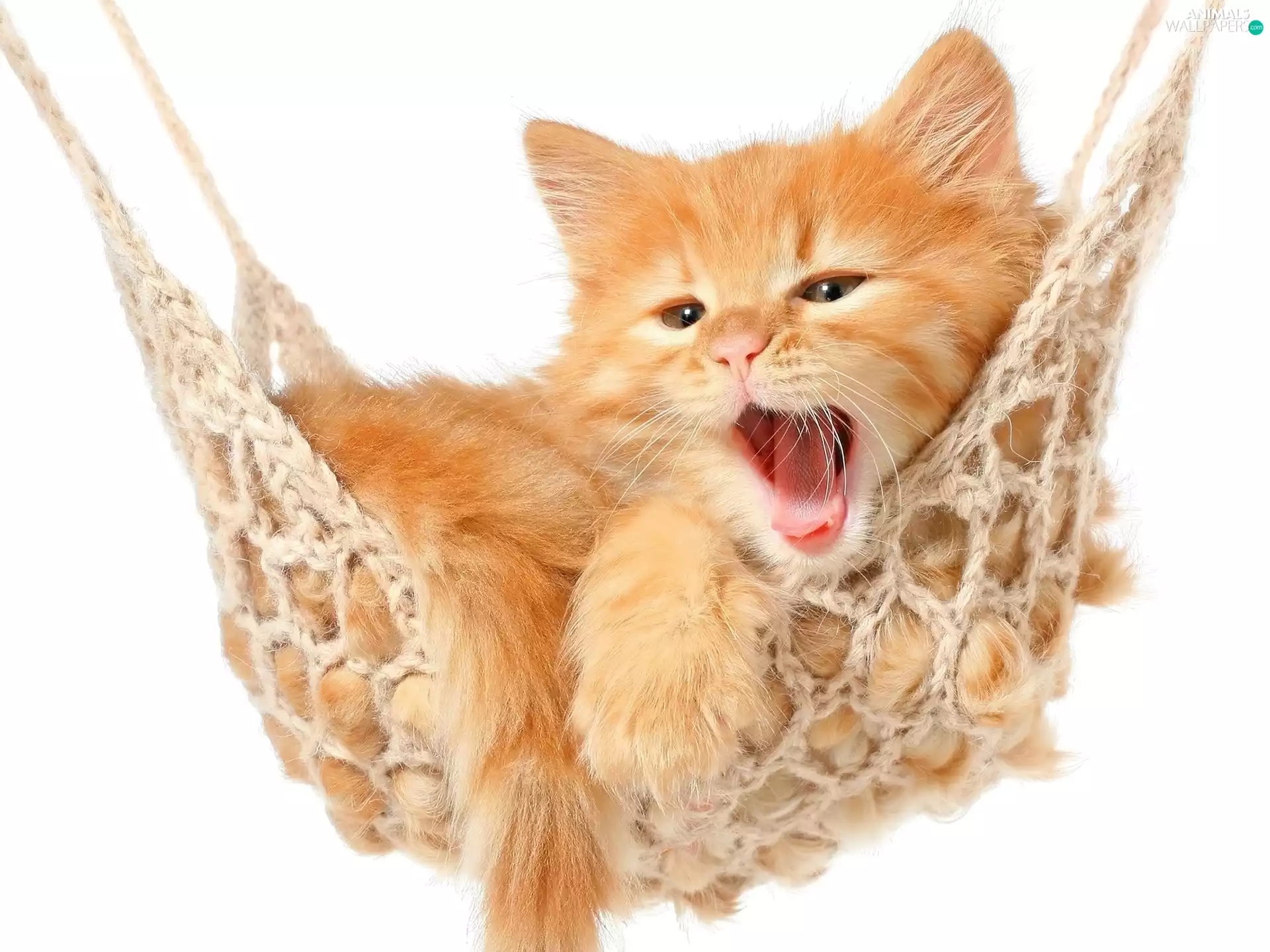 honeyed, kitten, Hammock, ginger