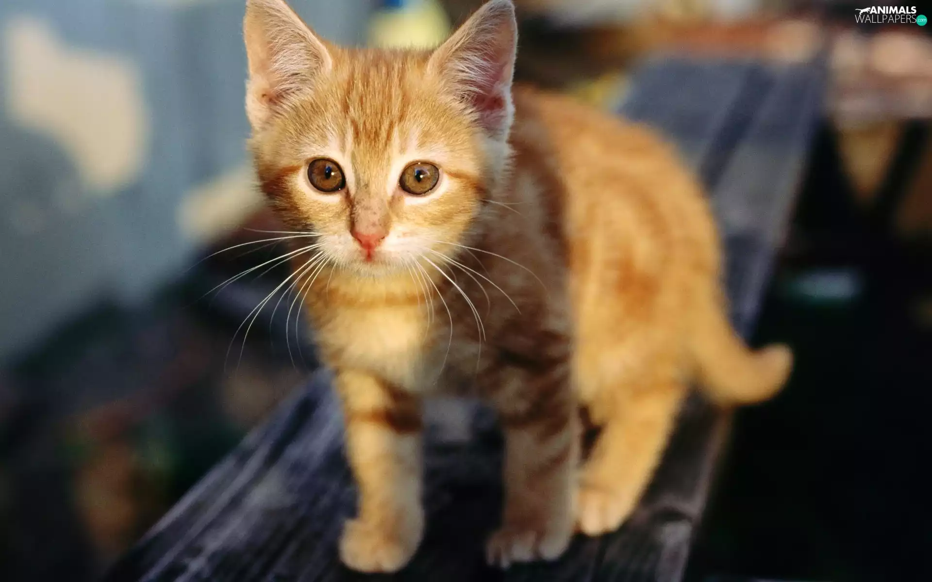 ginger, kitten