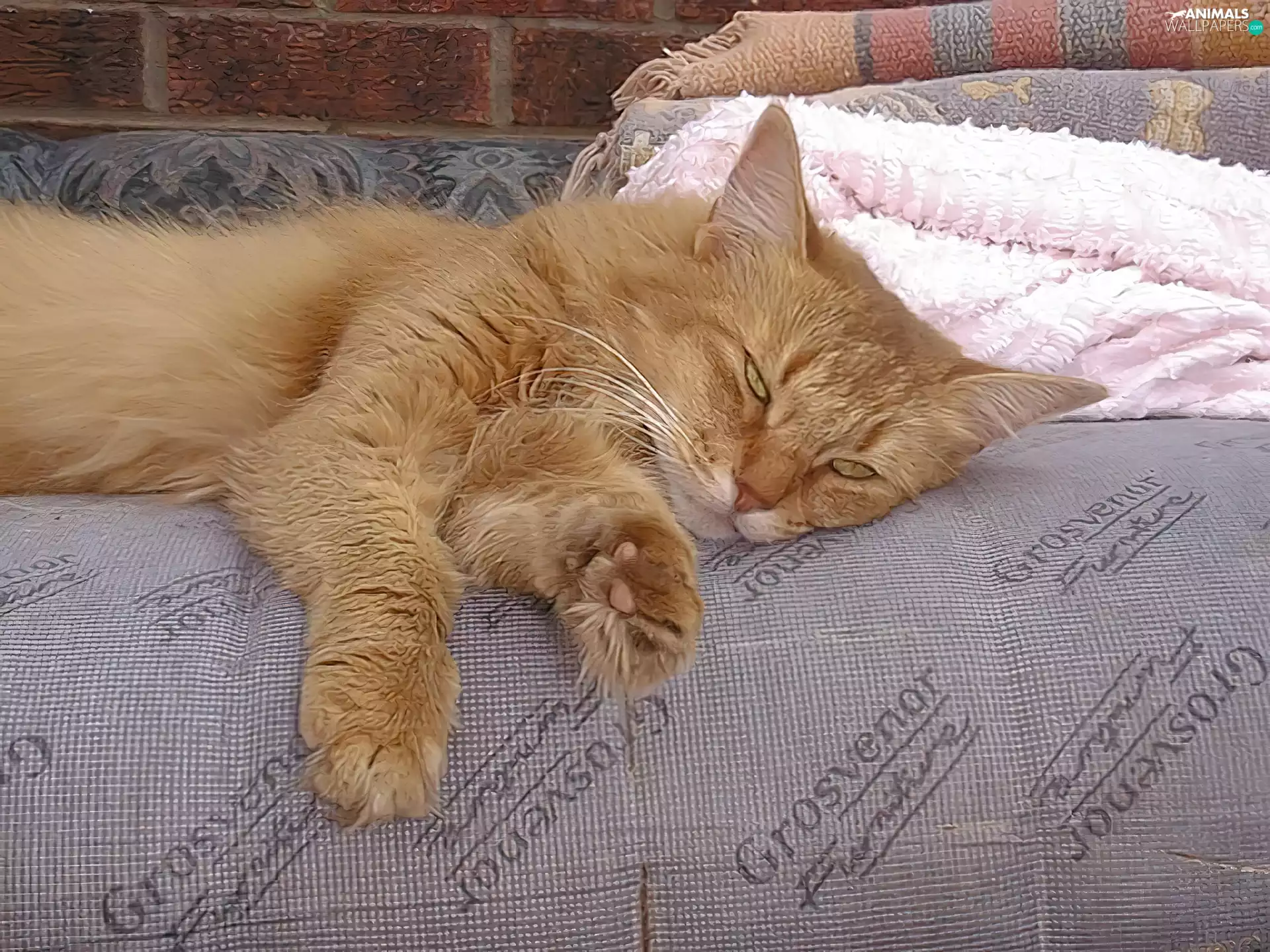 lying, kitten, Bedding, ginger