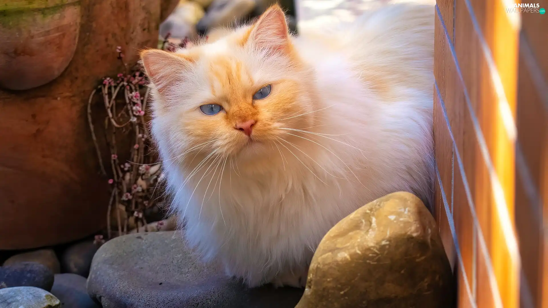 lying, cat, Stones, ginger