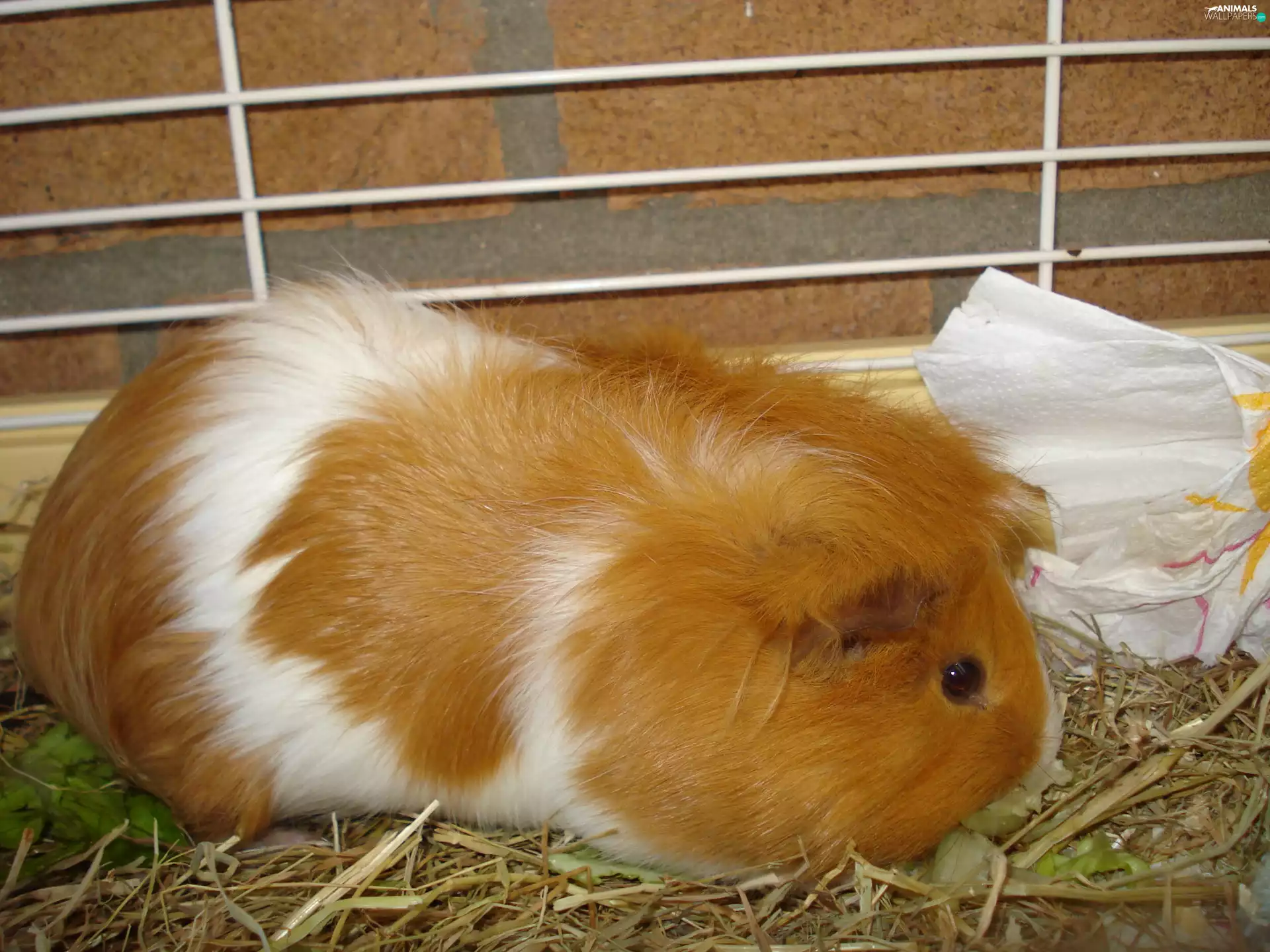 Ginger, guinea pig