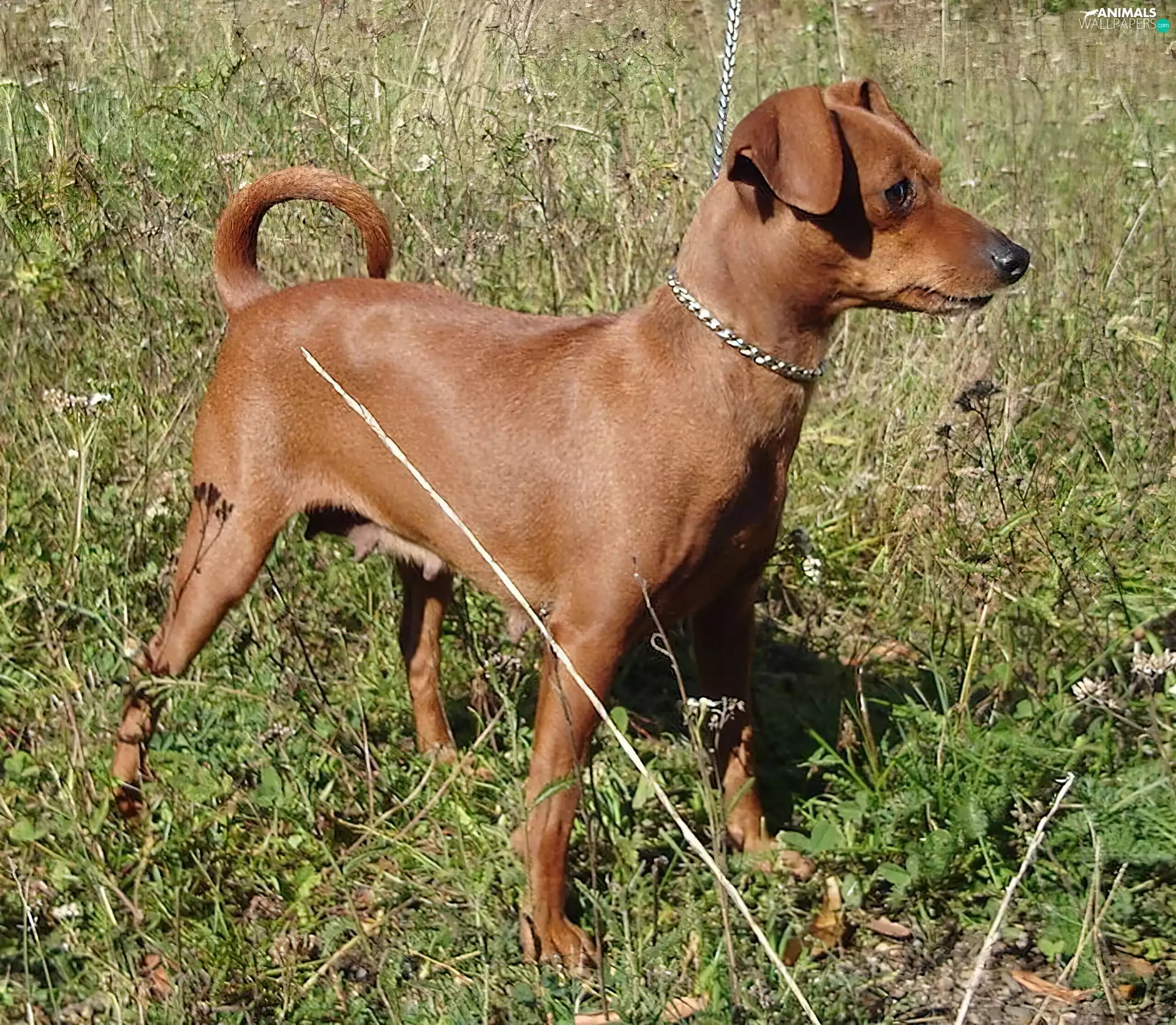 ginger, miniature Pinscher