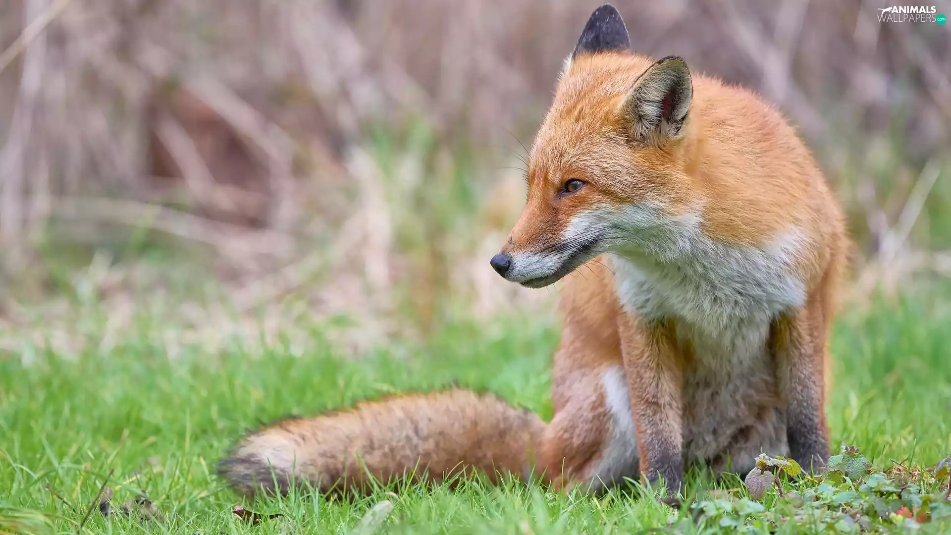 sitter, Fox, grass, ginger