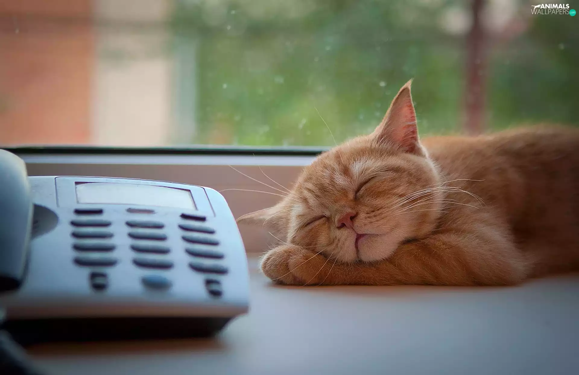 sleepy, cat, Telephone, ginger