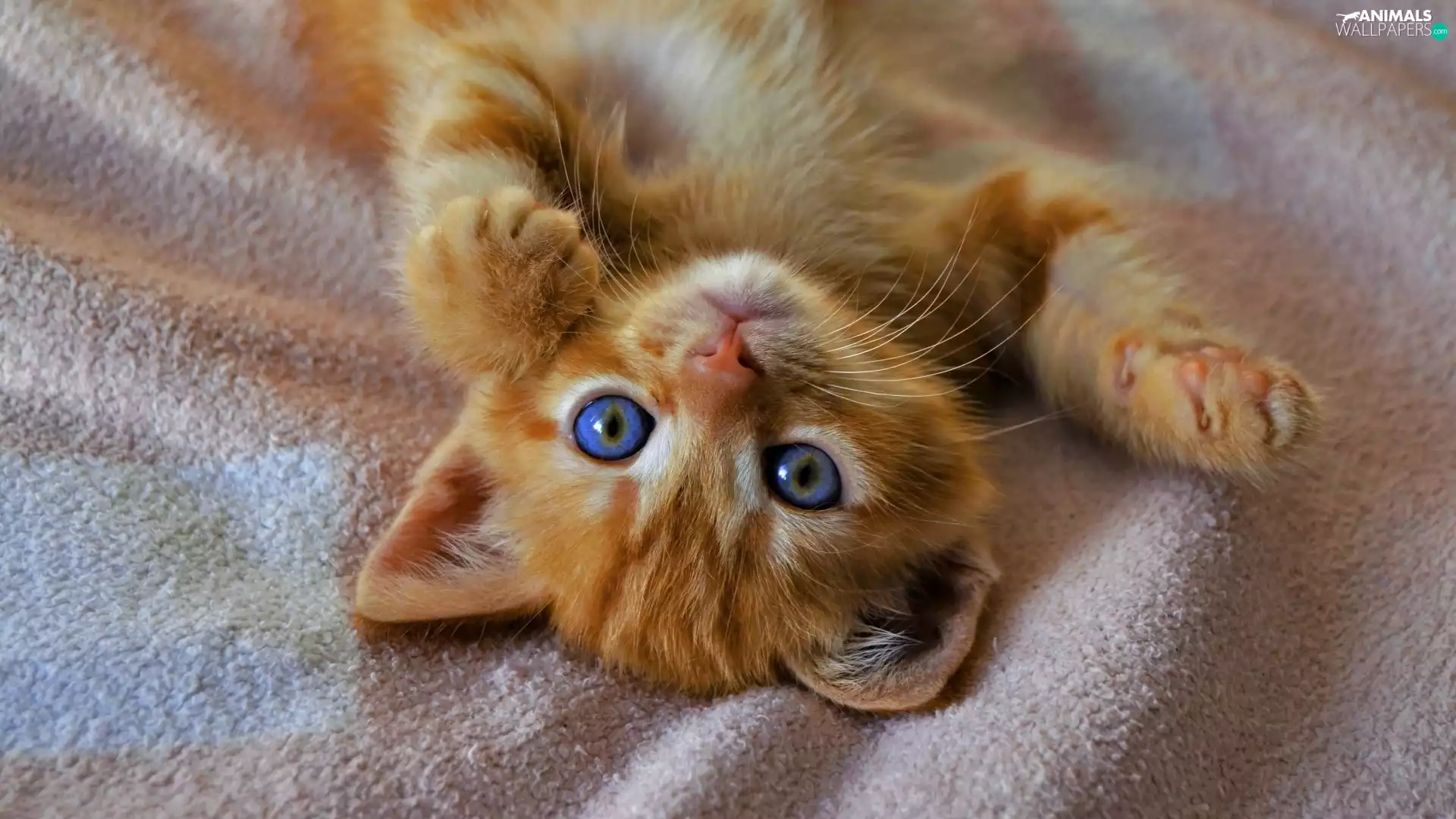 small, cat, coverlet, ginger