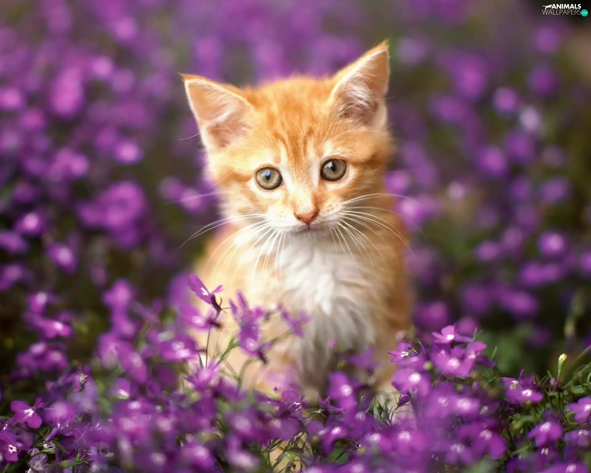 small, kitten, Flowers, ginger