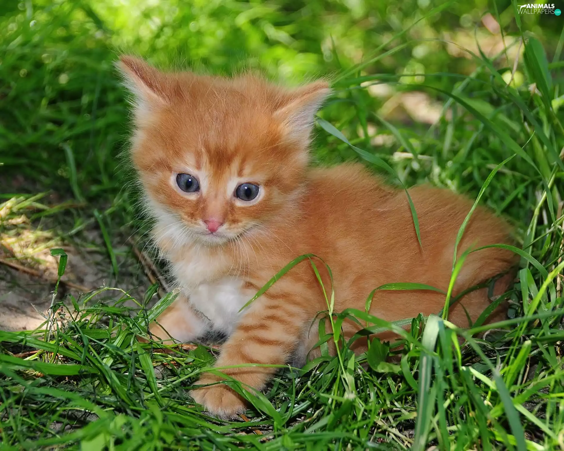 small, kitten, grass, ginger