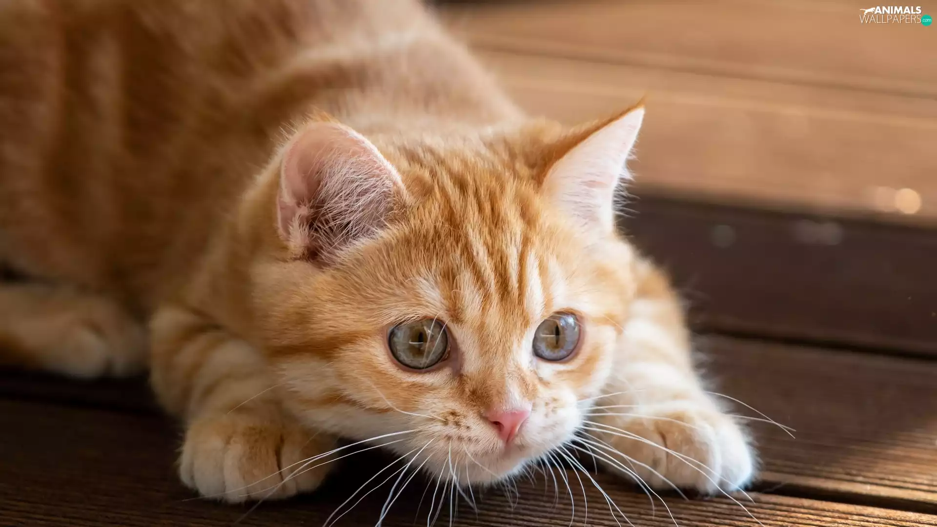 small, kitten, mouth, ginger