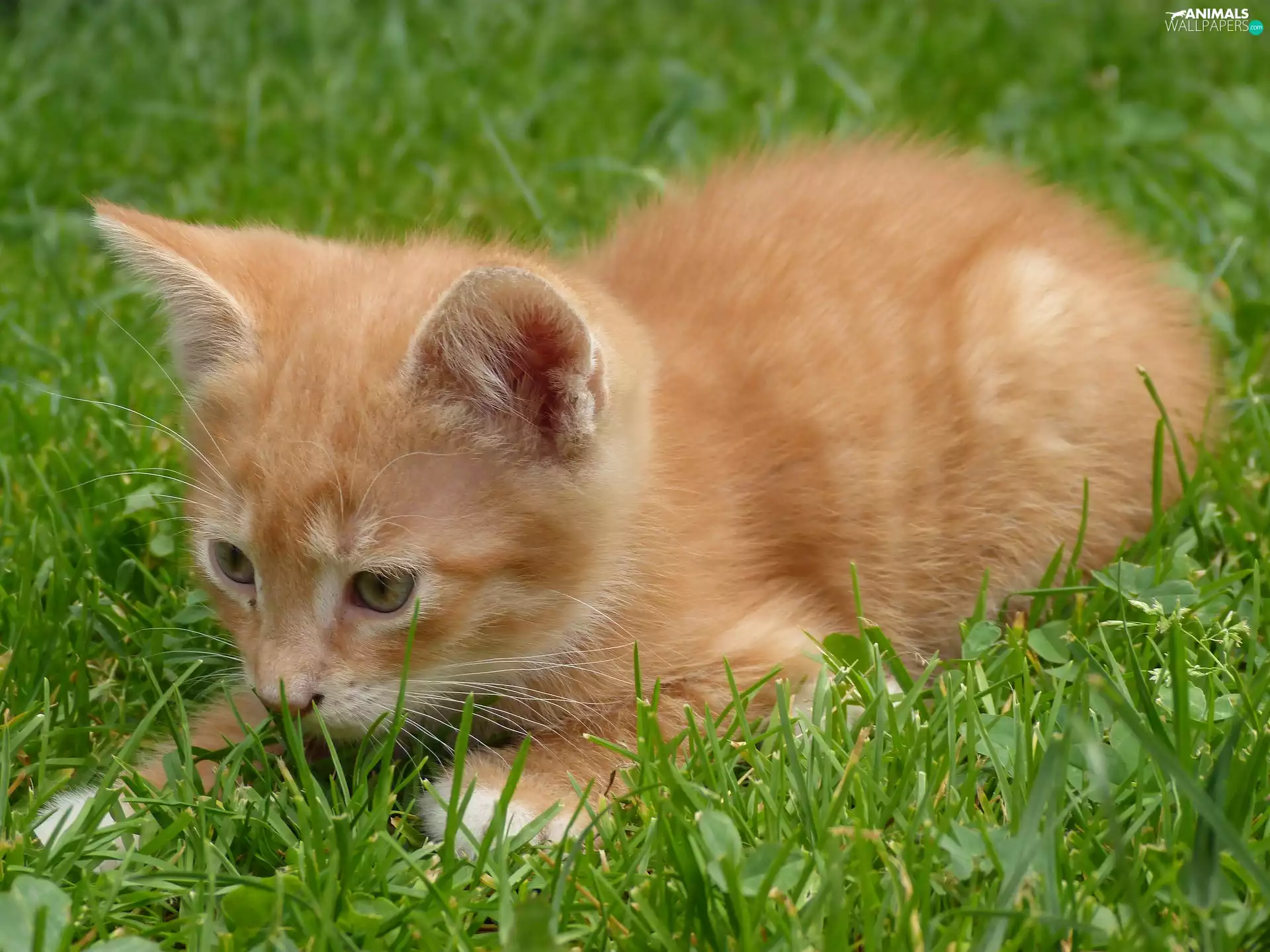 small, kitten, rapprochement, ginger