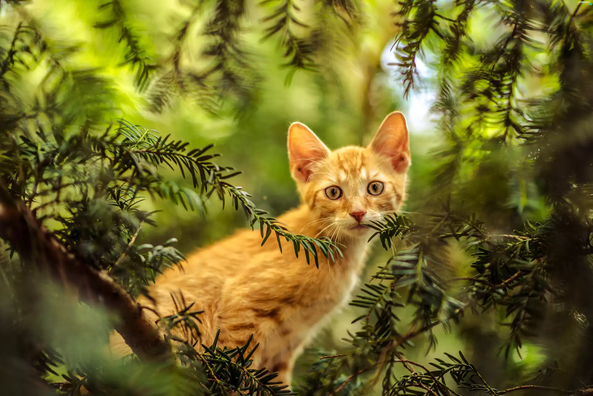 small, kitten, trees, ginger