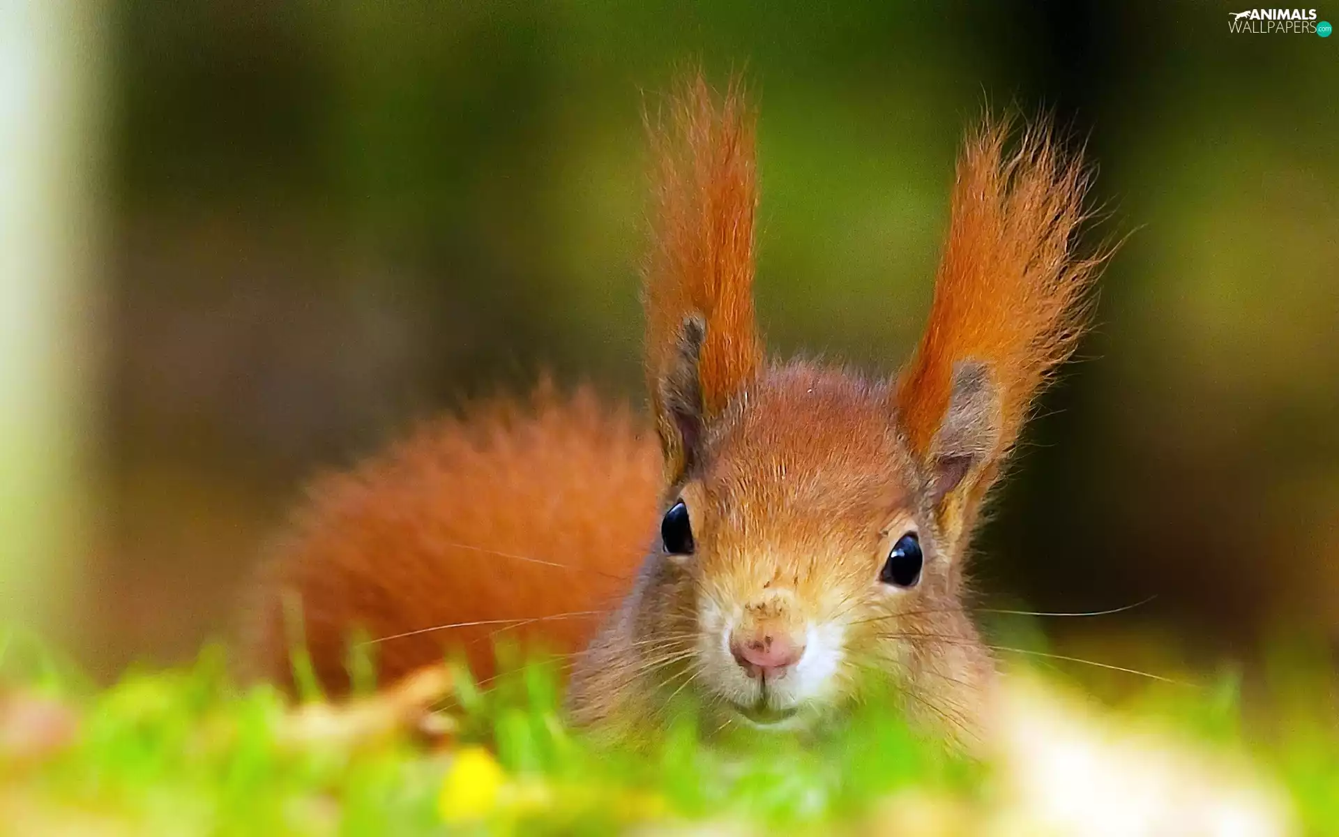 Ginger, squirrel