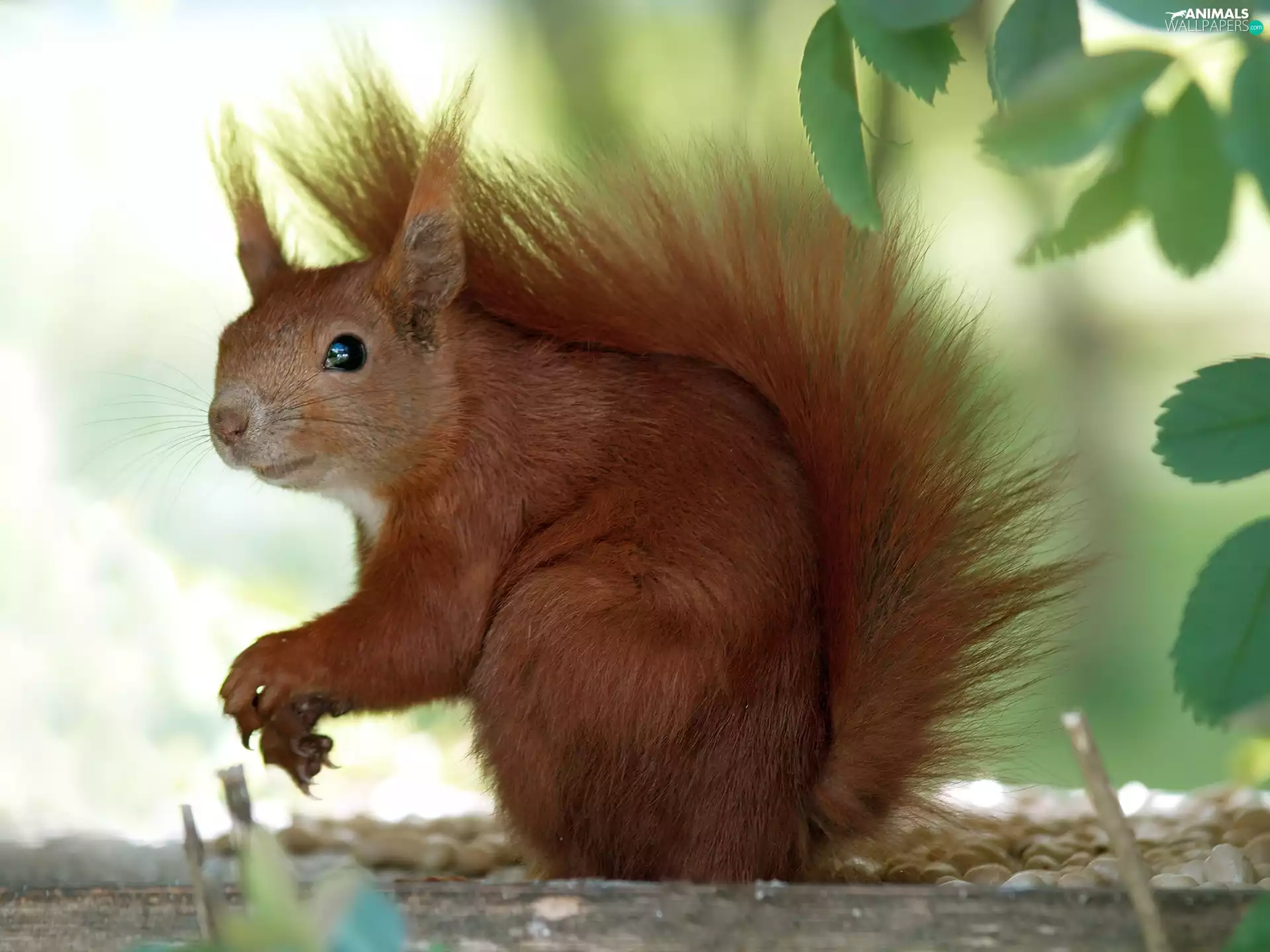 Ginger, squirrel