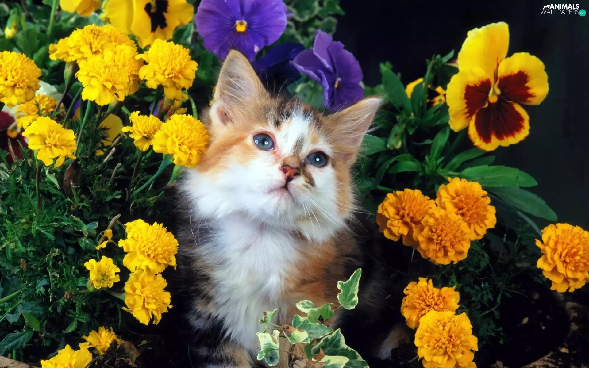 white, kitten, Flowers, ginger