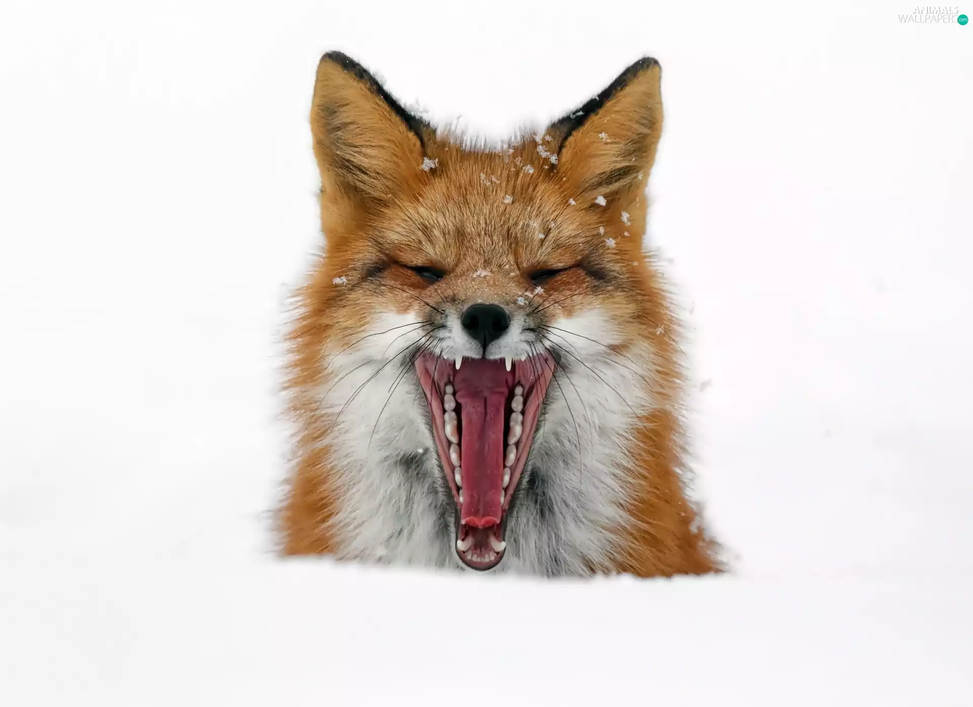 yawning, fox, snow, ginger