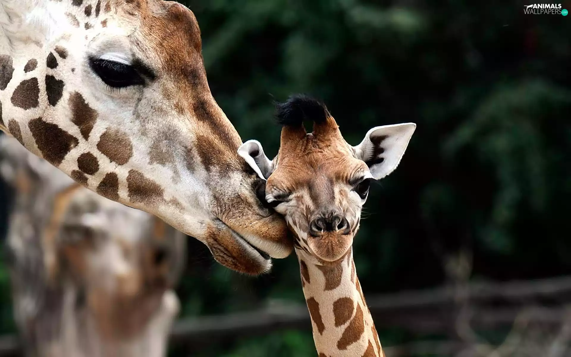 giraffe, little doggies