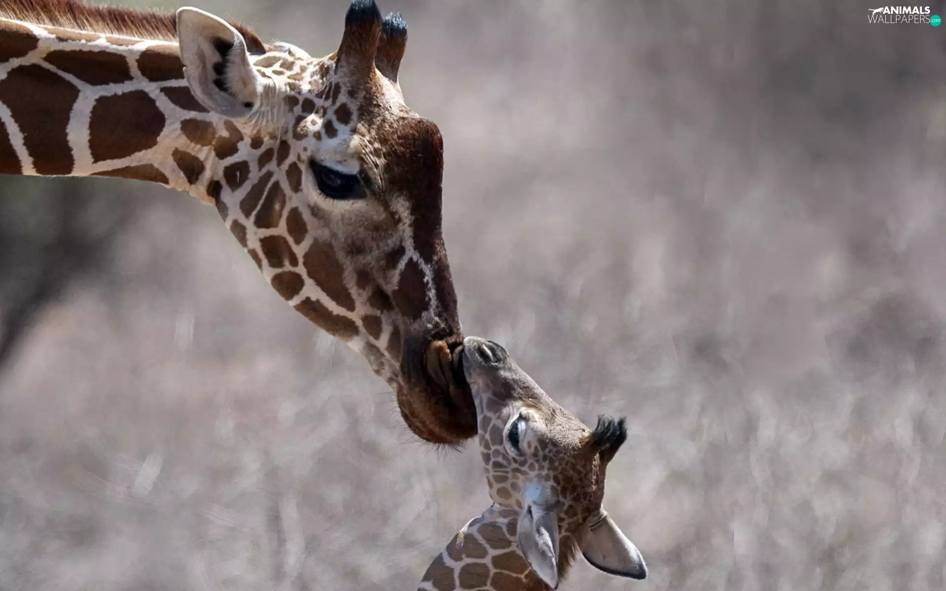 giraffe, little doggies