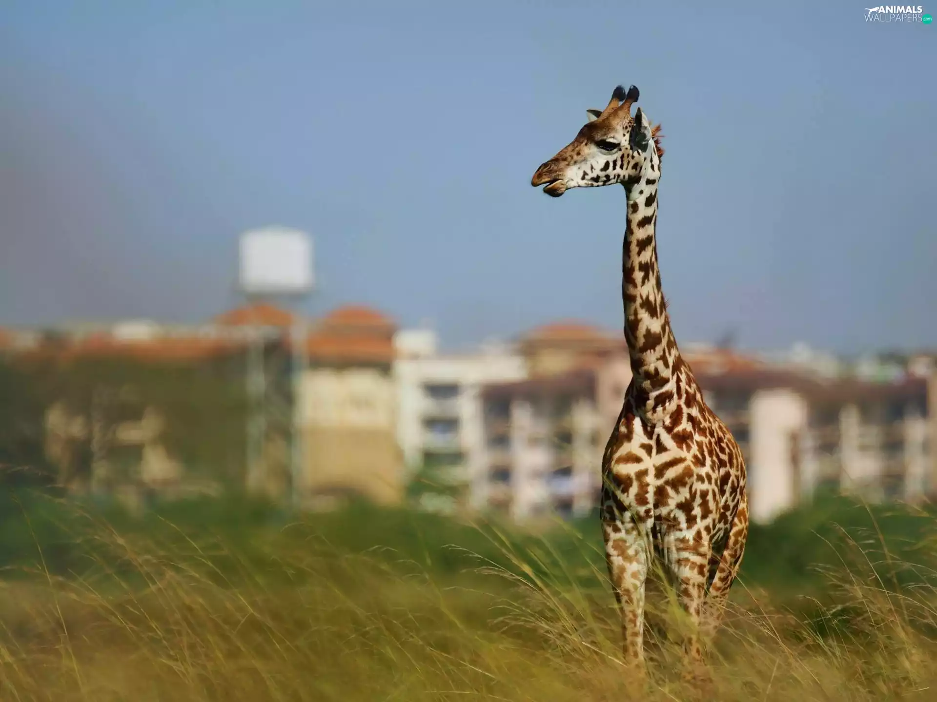 giraffe, grass