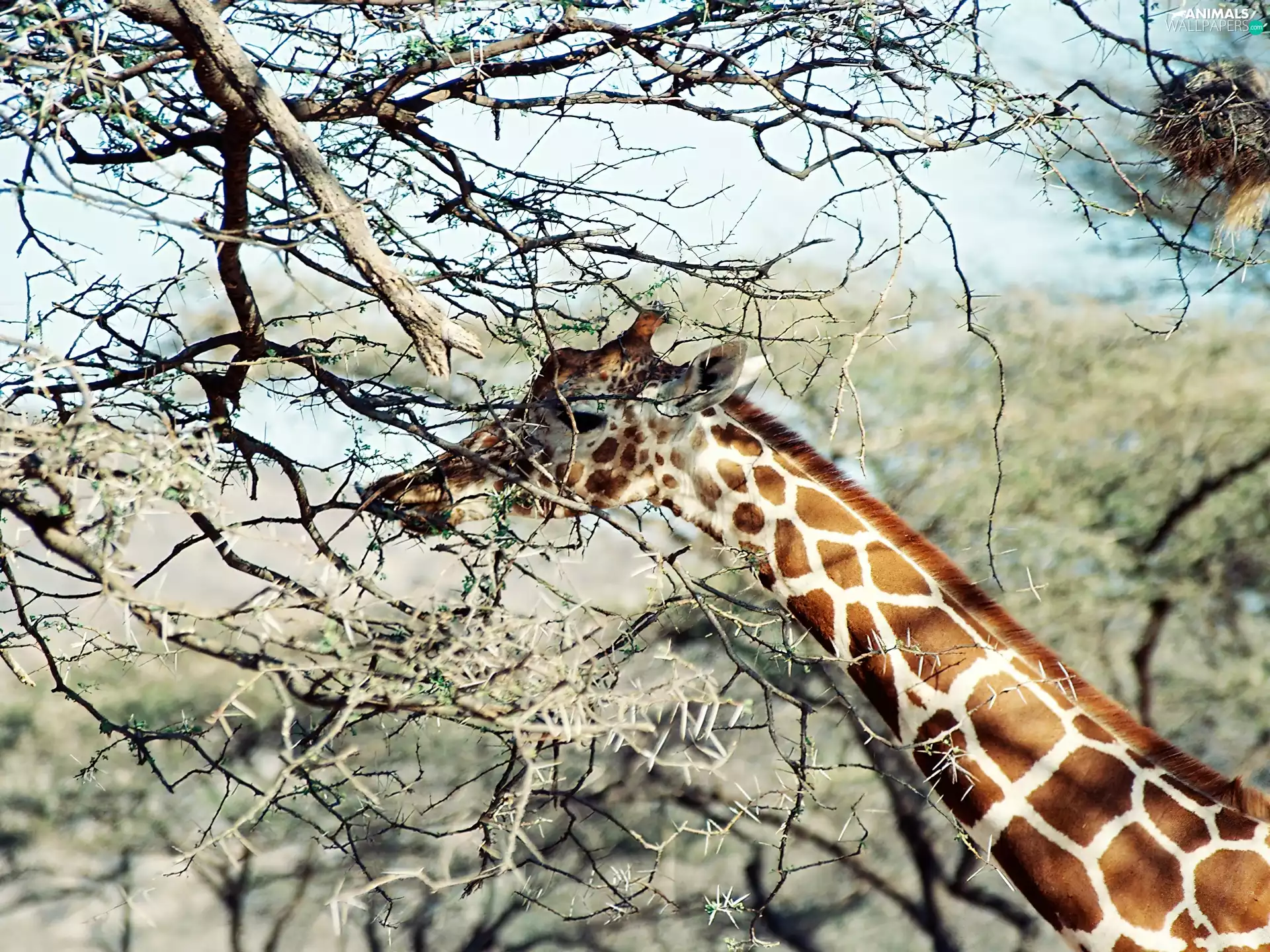 giraffe, branch pics