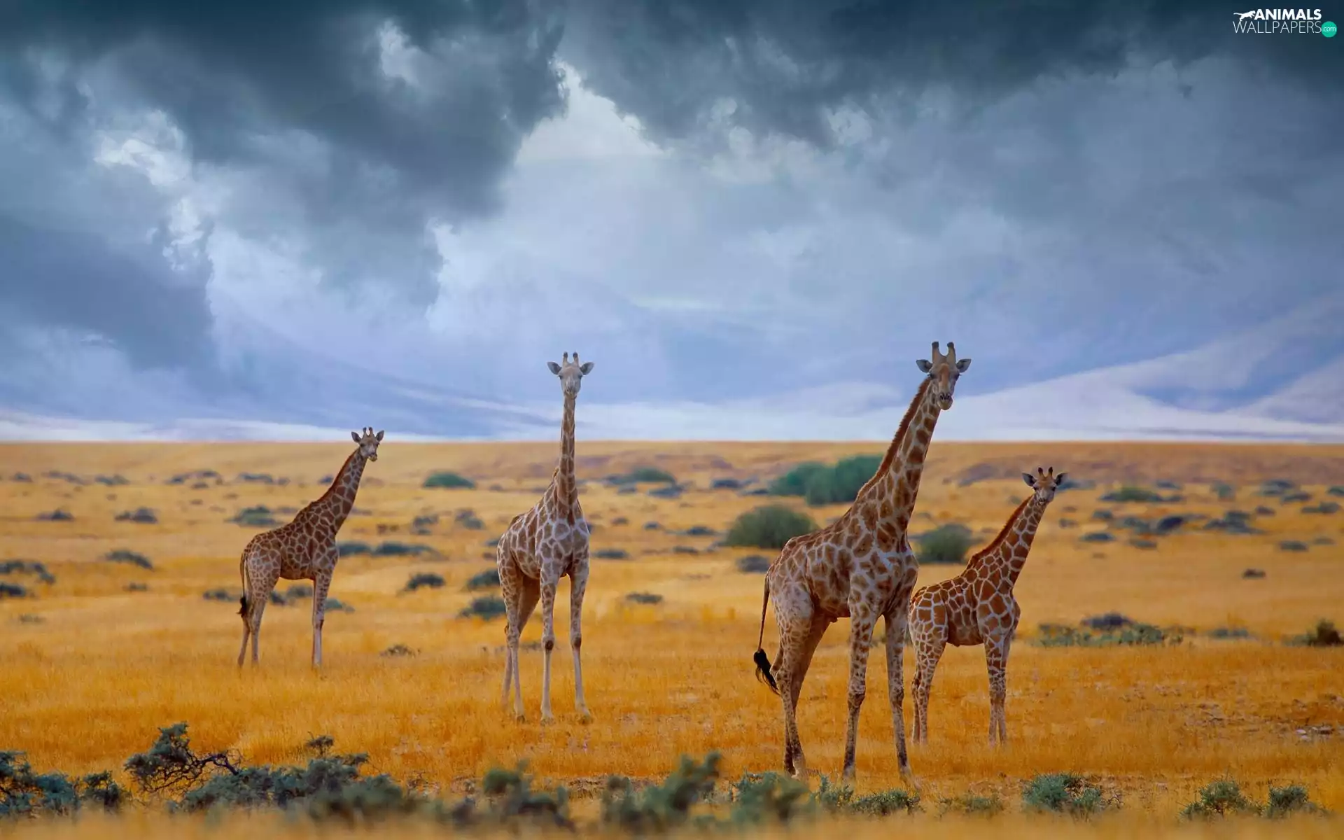 giraffe, savanna