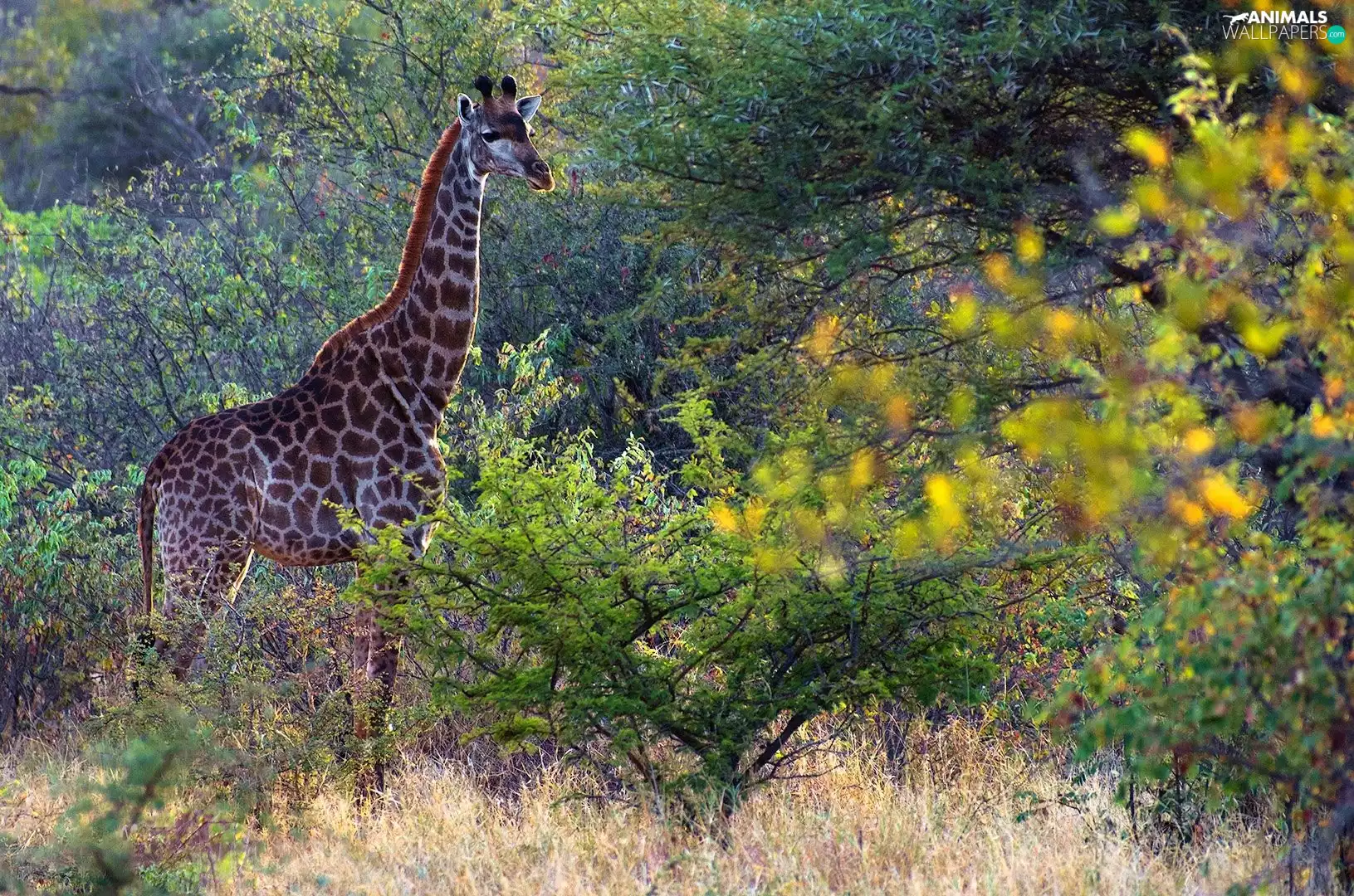 giraffe, scrub