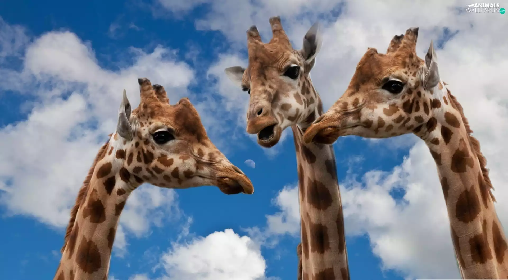 giraffe, Sky
