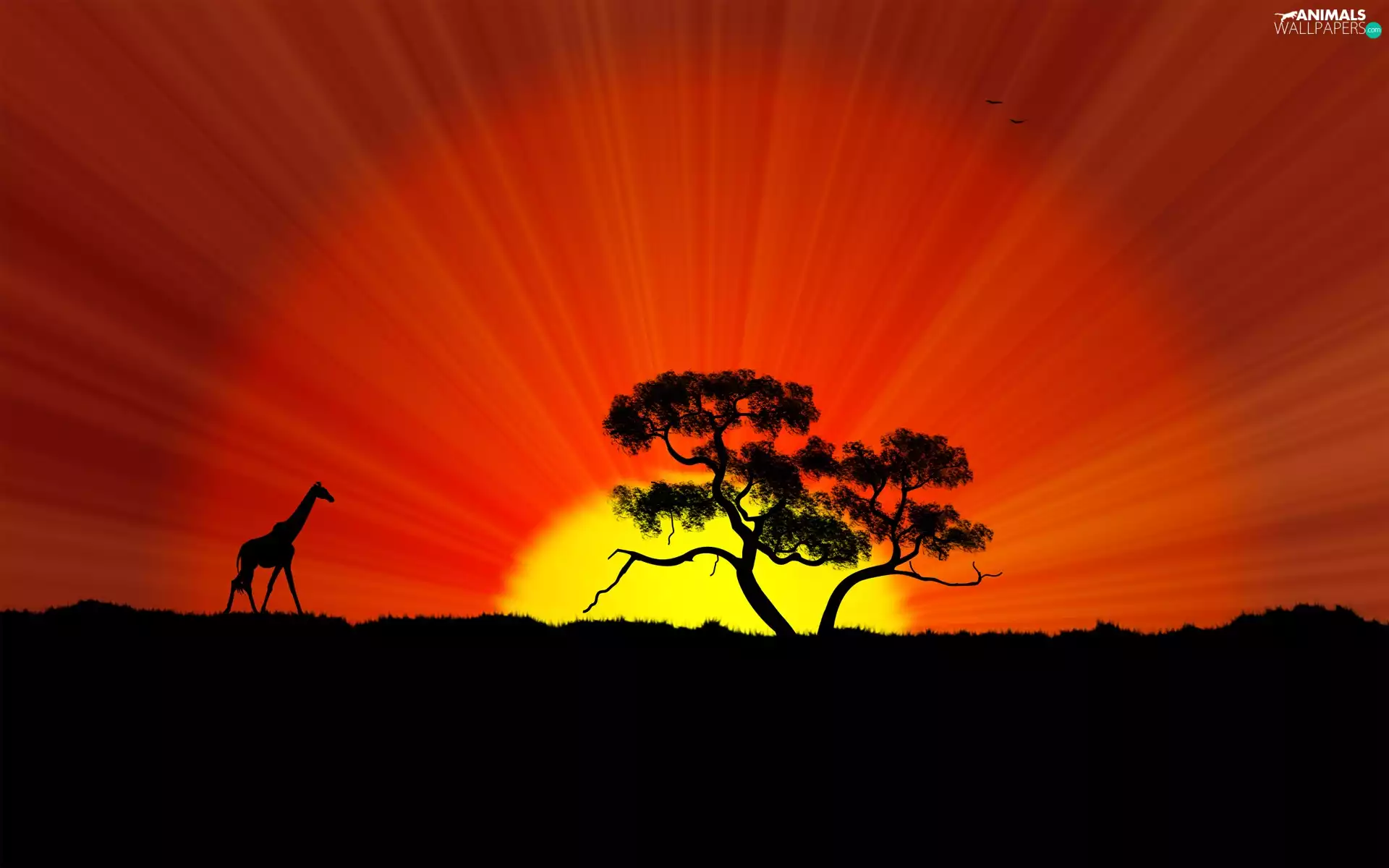 acacia, giraffe, sun, savanna, west