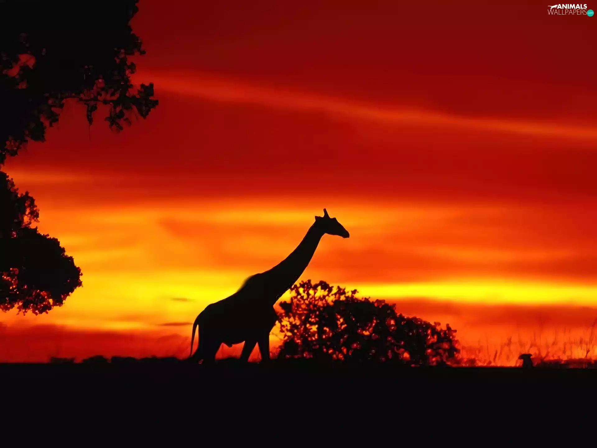 giraffe, west, sun