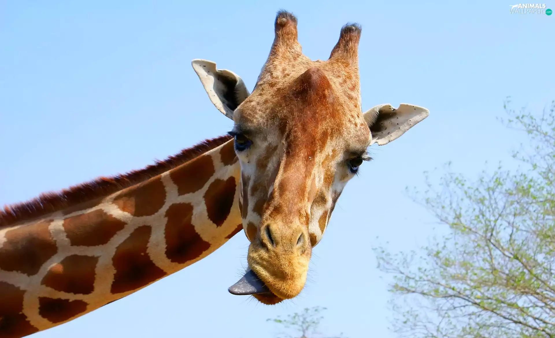 giraffe, Tounge