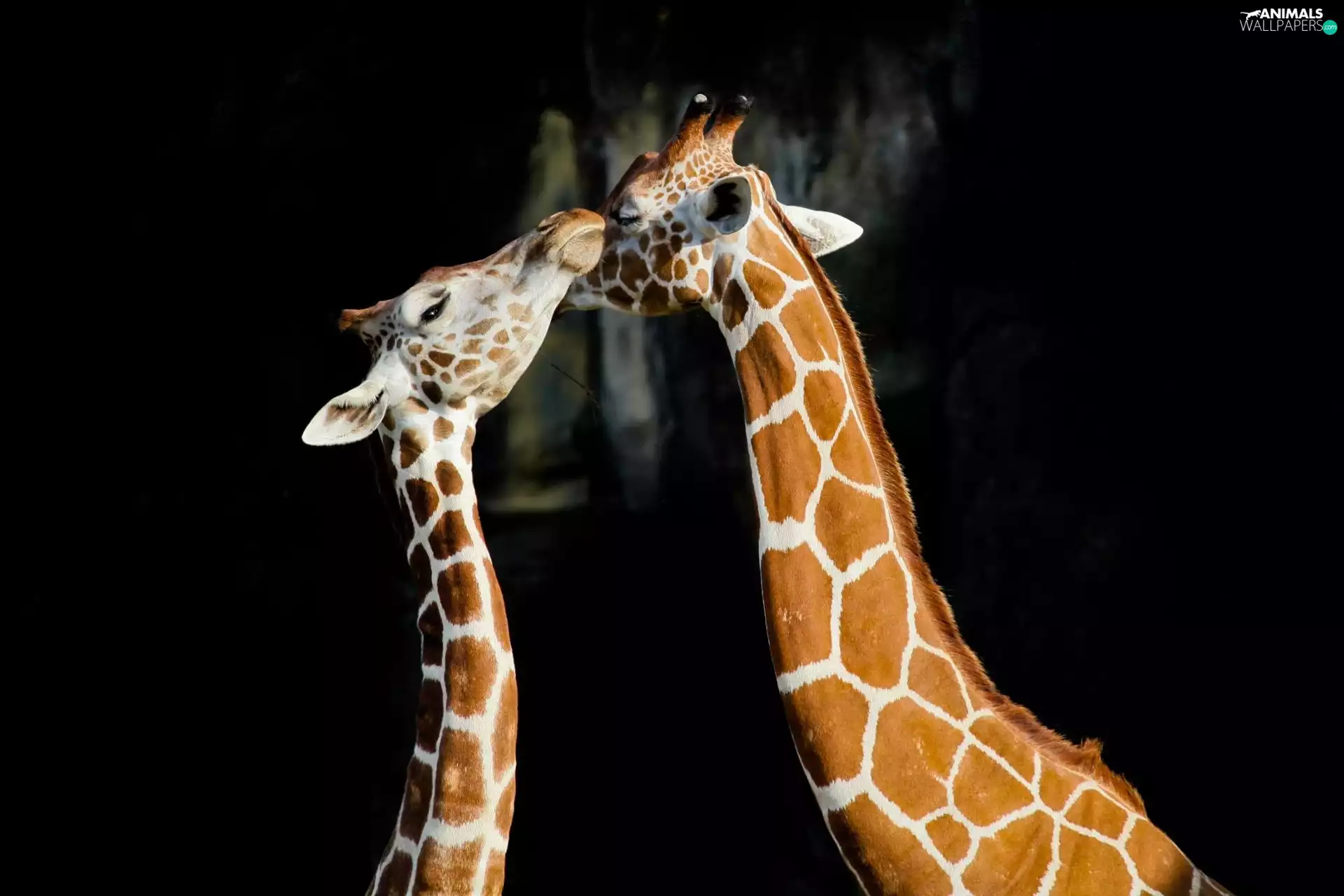 Two, Black, background, giraffe