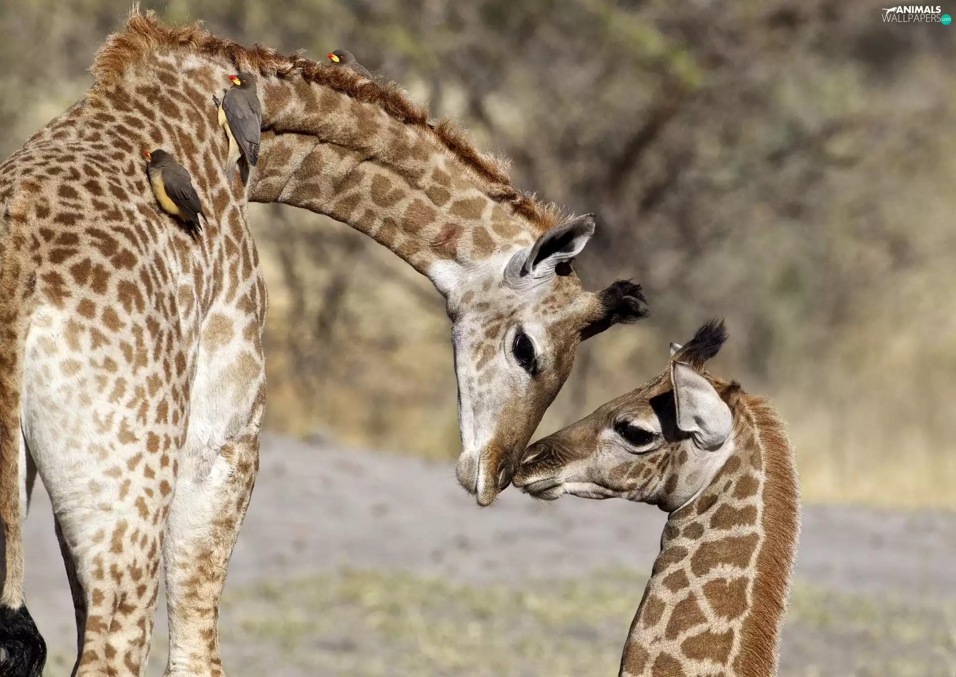 Two, company, birds, giraffe