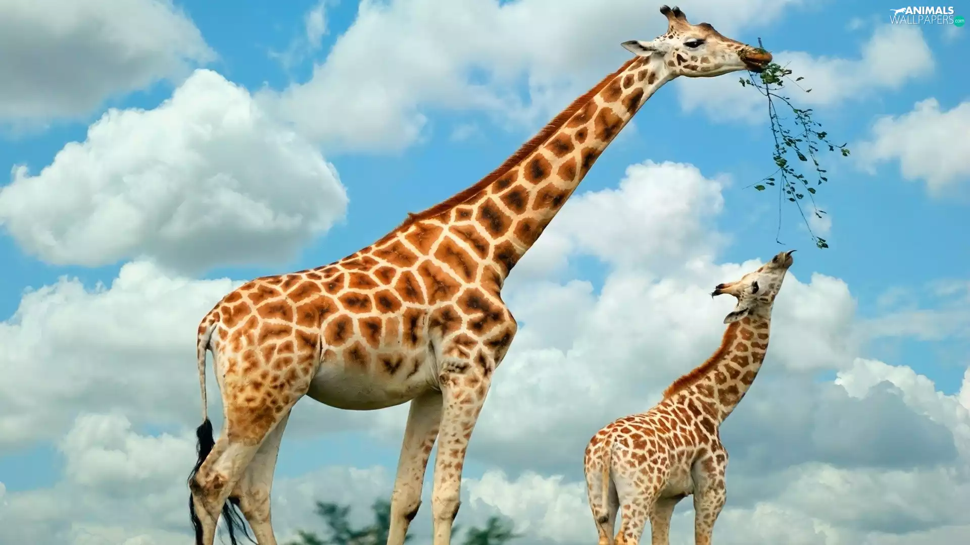 Two, White, puffs, giraffe
