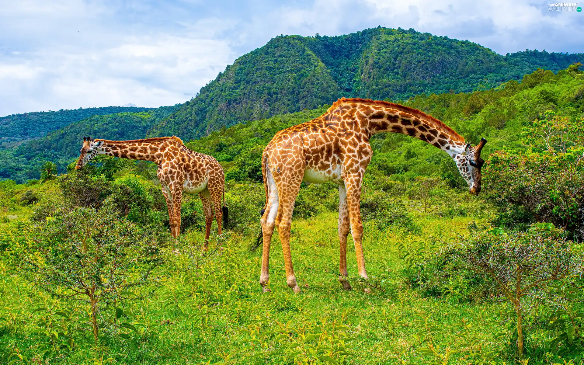 Two, Mountains, VEGETATION, giraffe