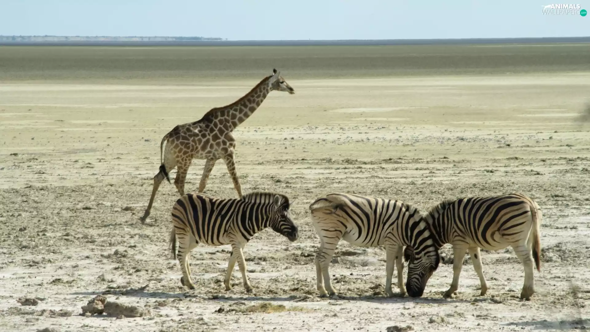 zebra, savanna, Africa, giraffe