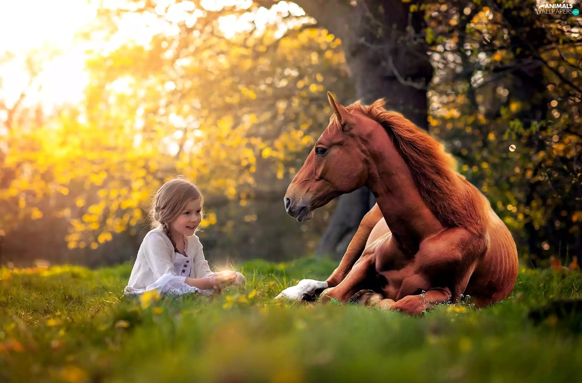 Horse, Meadow, trees, girl